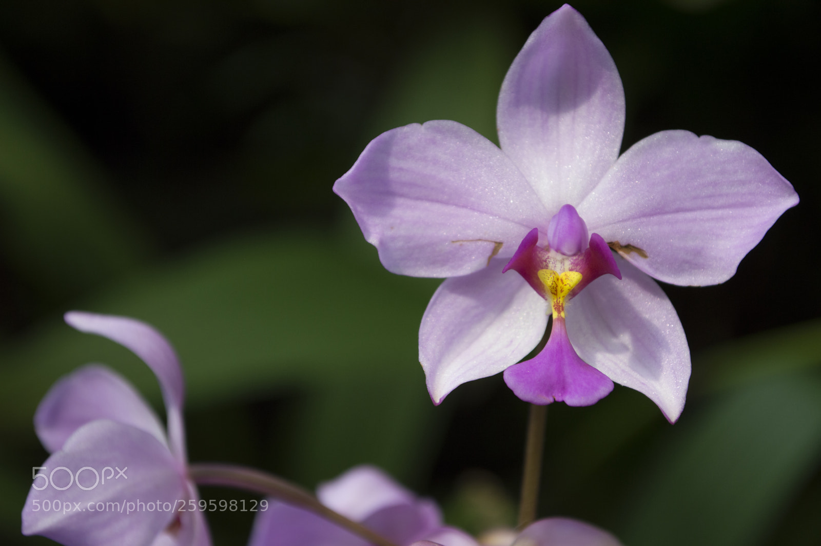 Nikon D3200 sample photo. Orchids photography