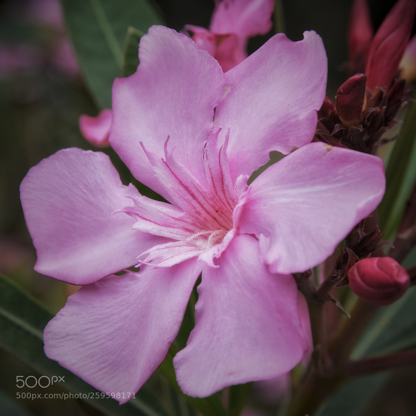 Nikon D7200 sample photo. Purple flower photography
