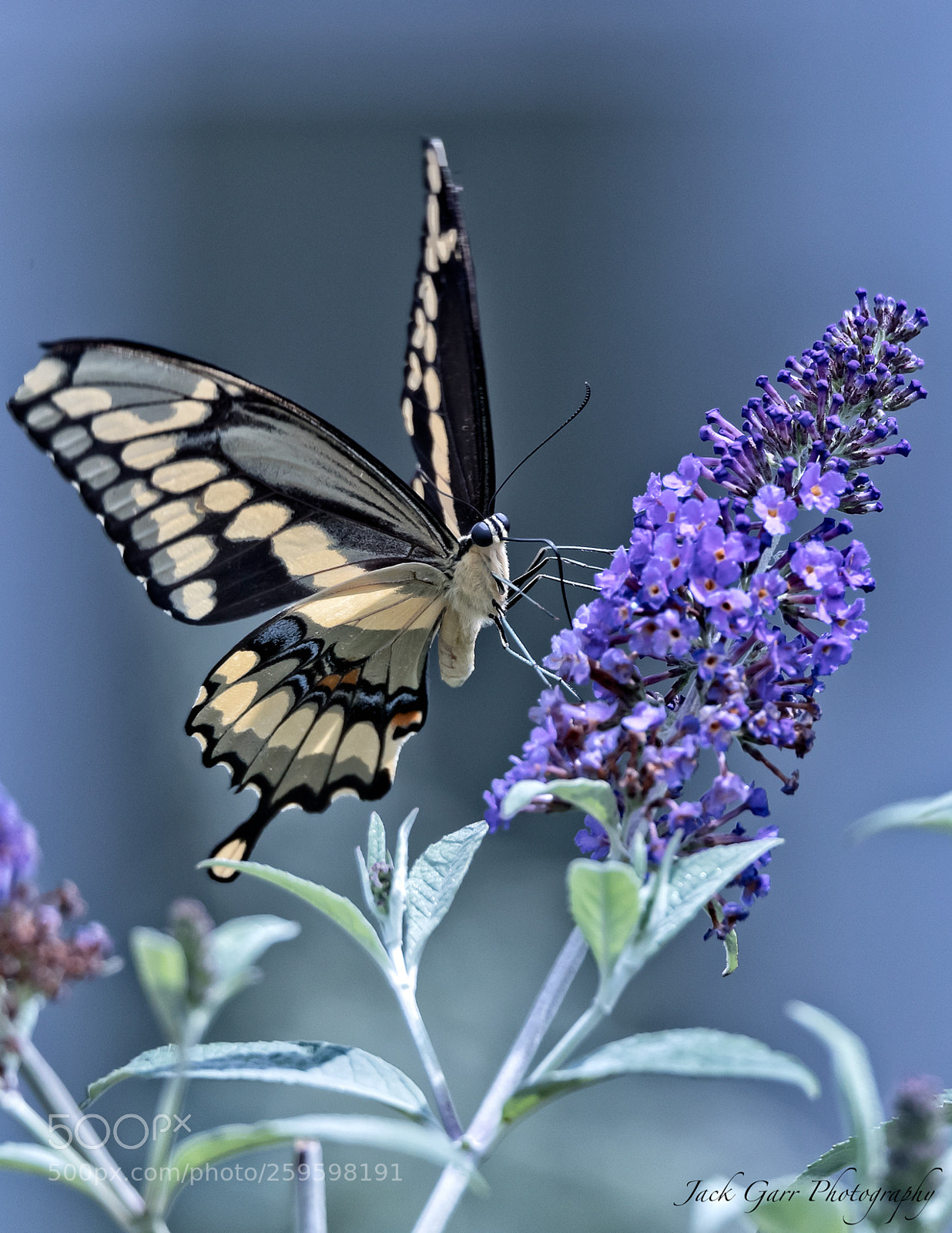 Canon EOS-1D X Mark II sample photo. Giant swallowtail feeding photography