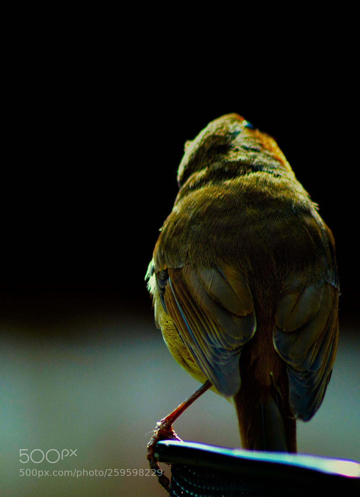 Nikon D5200 sample photo. Shy robin redbreast photography