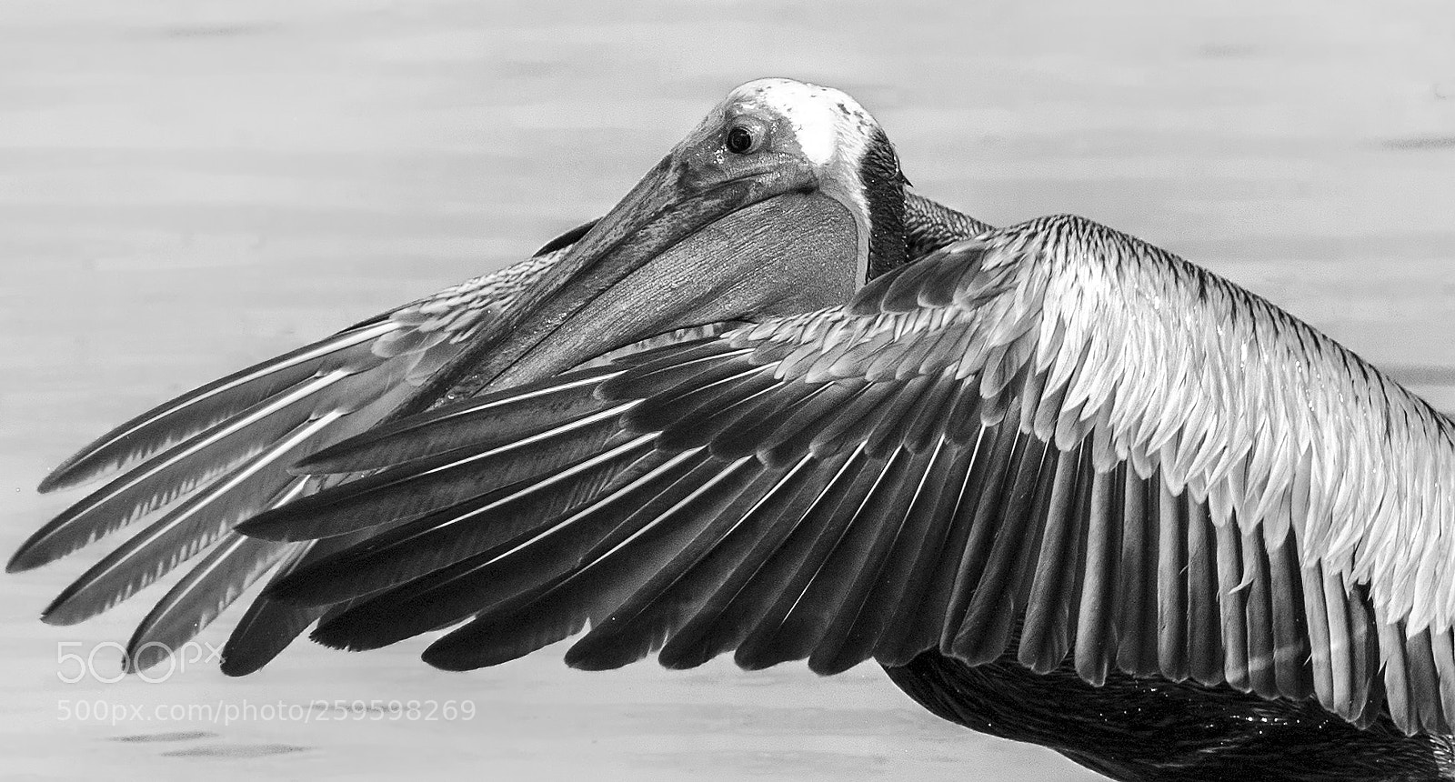 Canon EOS 7D Mark II sample photo. Pelican bw photography