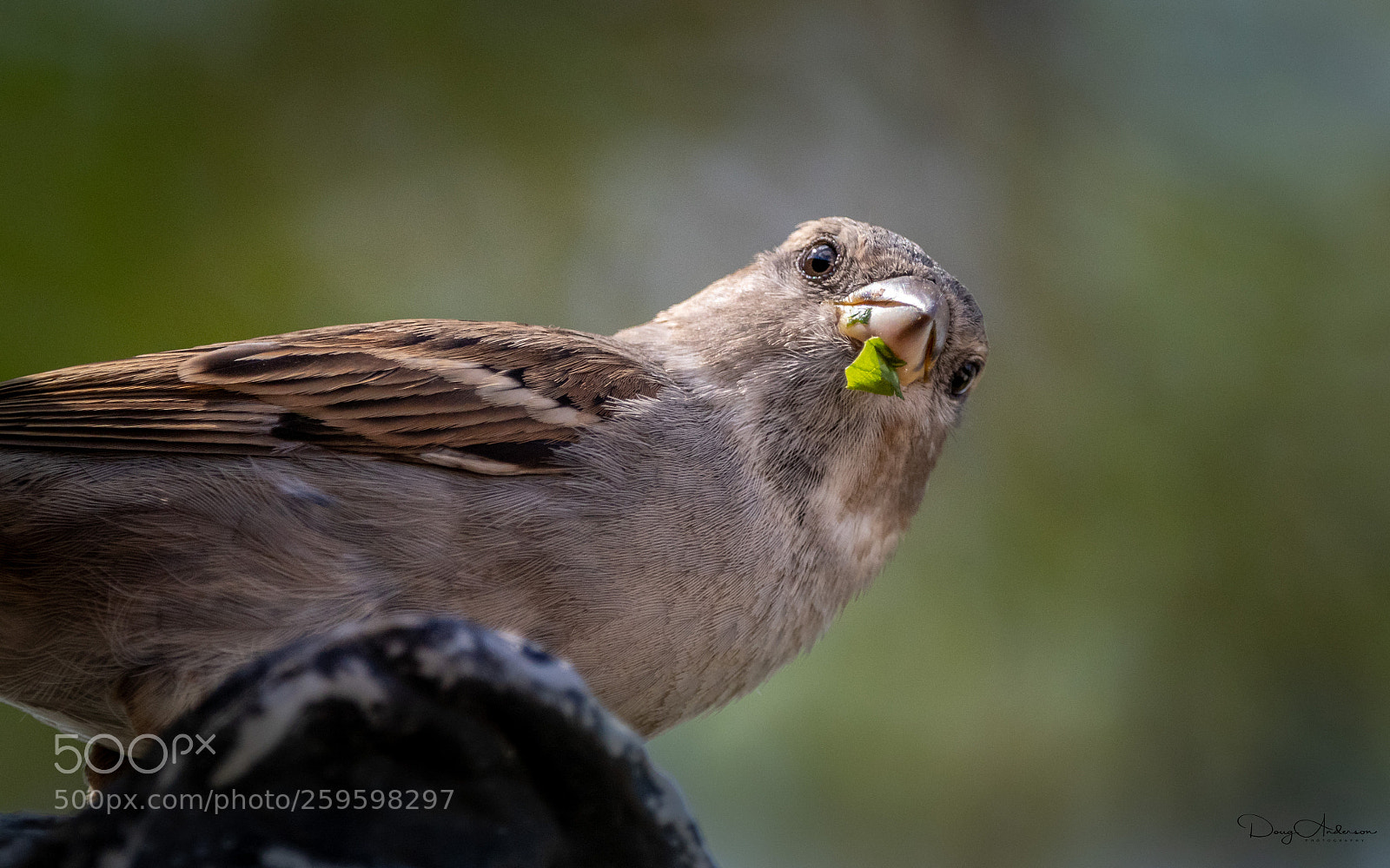Canon EOS 80D sample photo. Barkyard birds - looking photography