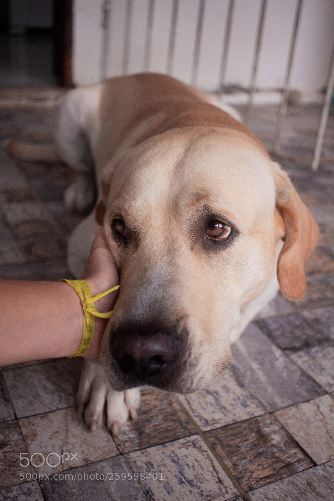 Canon EOS 700D (EOS Rebel T5i / EOS Kiss X7i) sample photo. Dog days are over photography