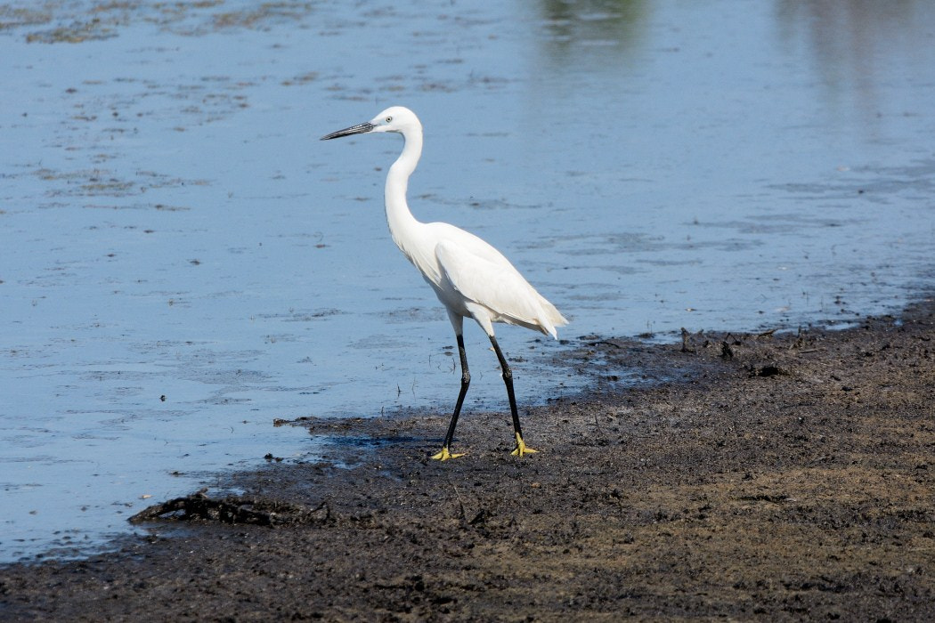 Nikon D7100 + Sigma 120-400mm F4.5-5.6 DG OS HSM sample photo. (copia) photography