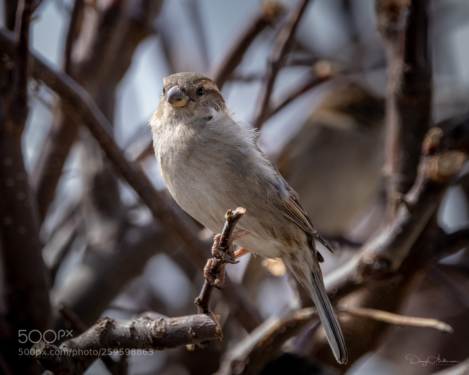 Canon EOS 80D sample photo. Barkyard birds - chillin photography