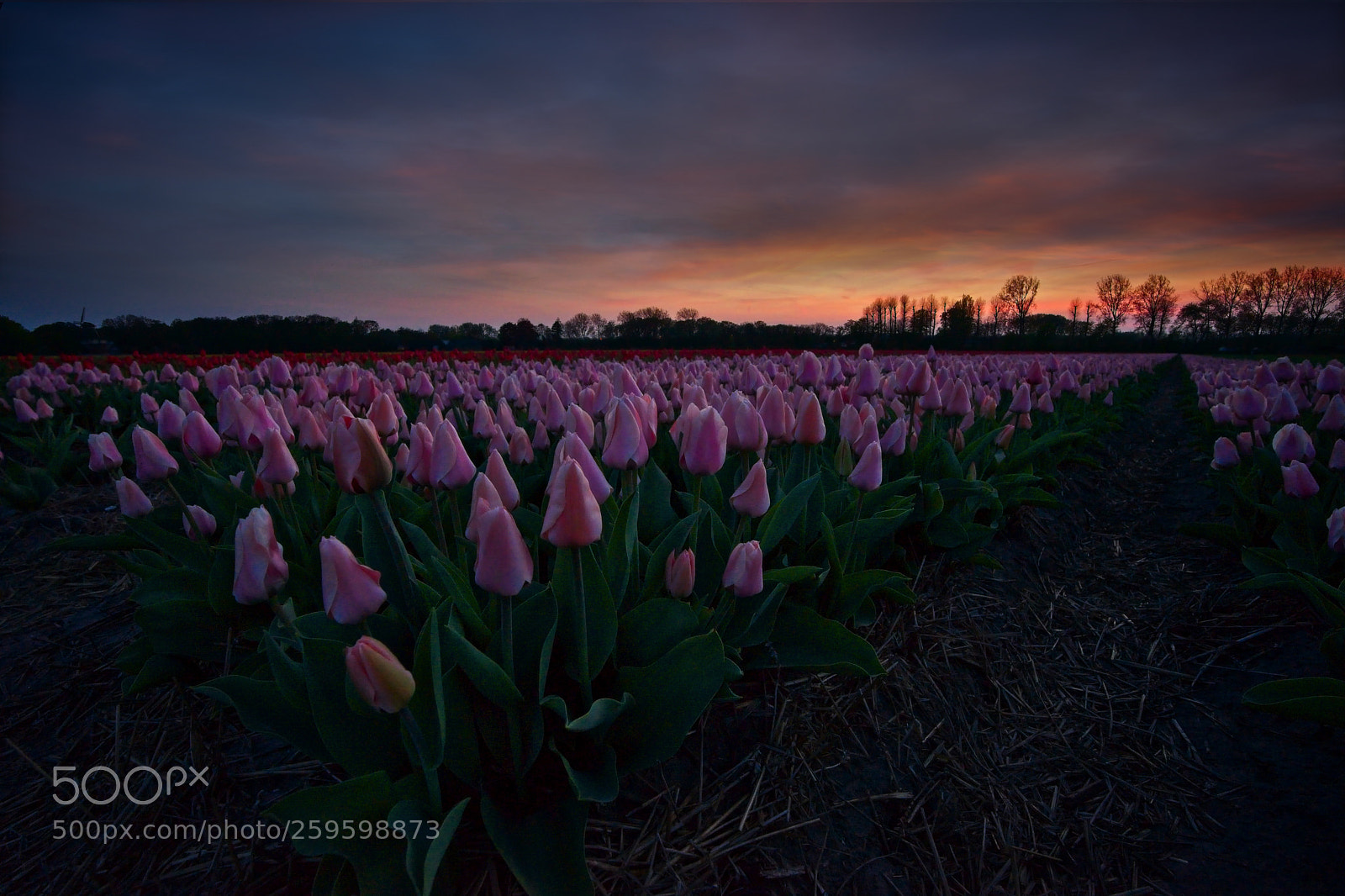 Sony a7 II sample photo. Pinky tulips photography