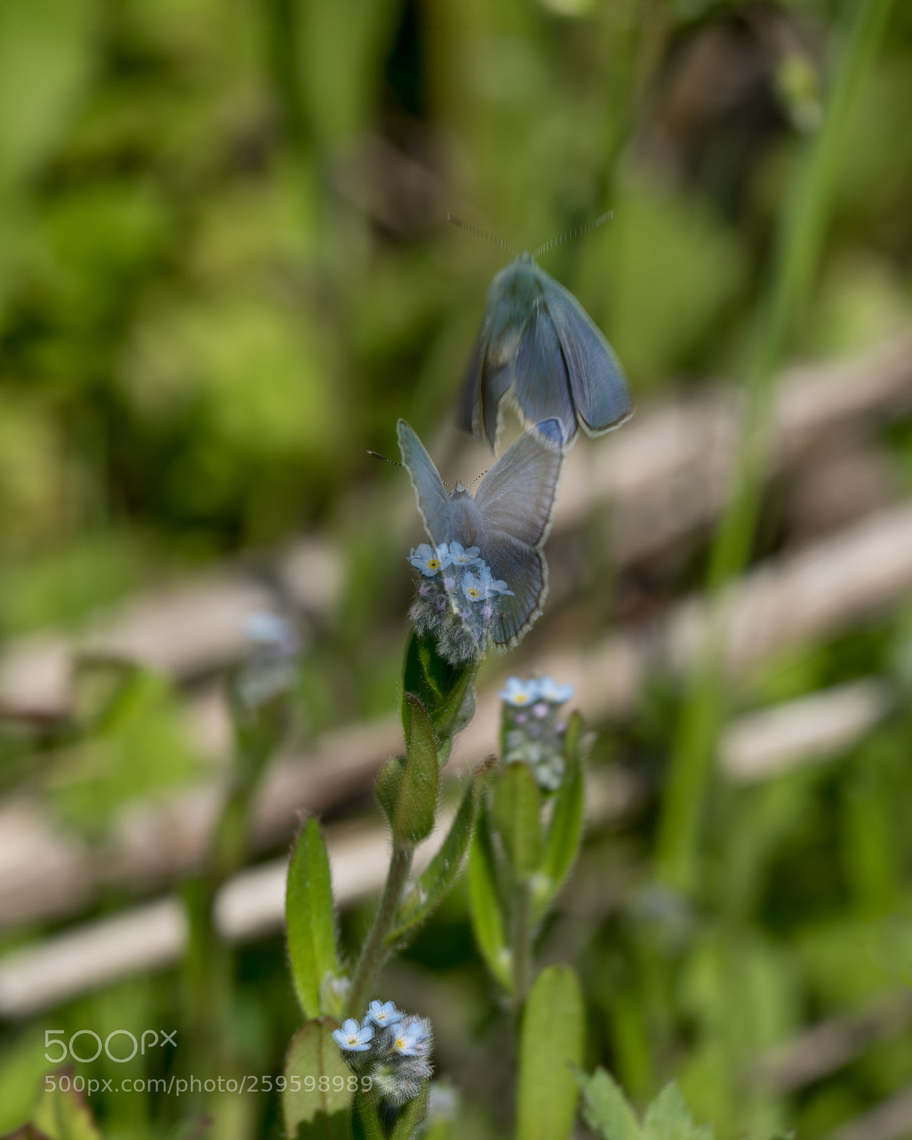 Olympus OM-D E-M1 Mark II sample photo. Spirit of flower photography