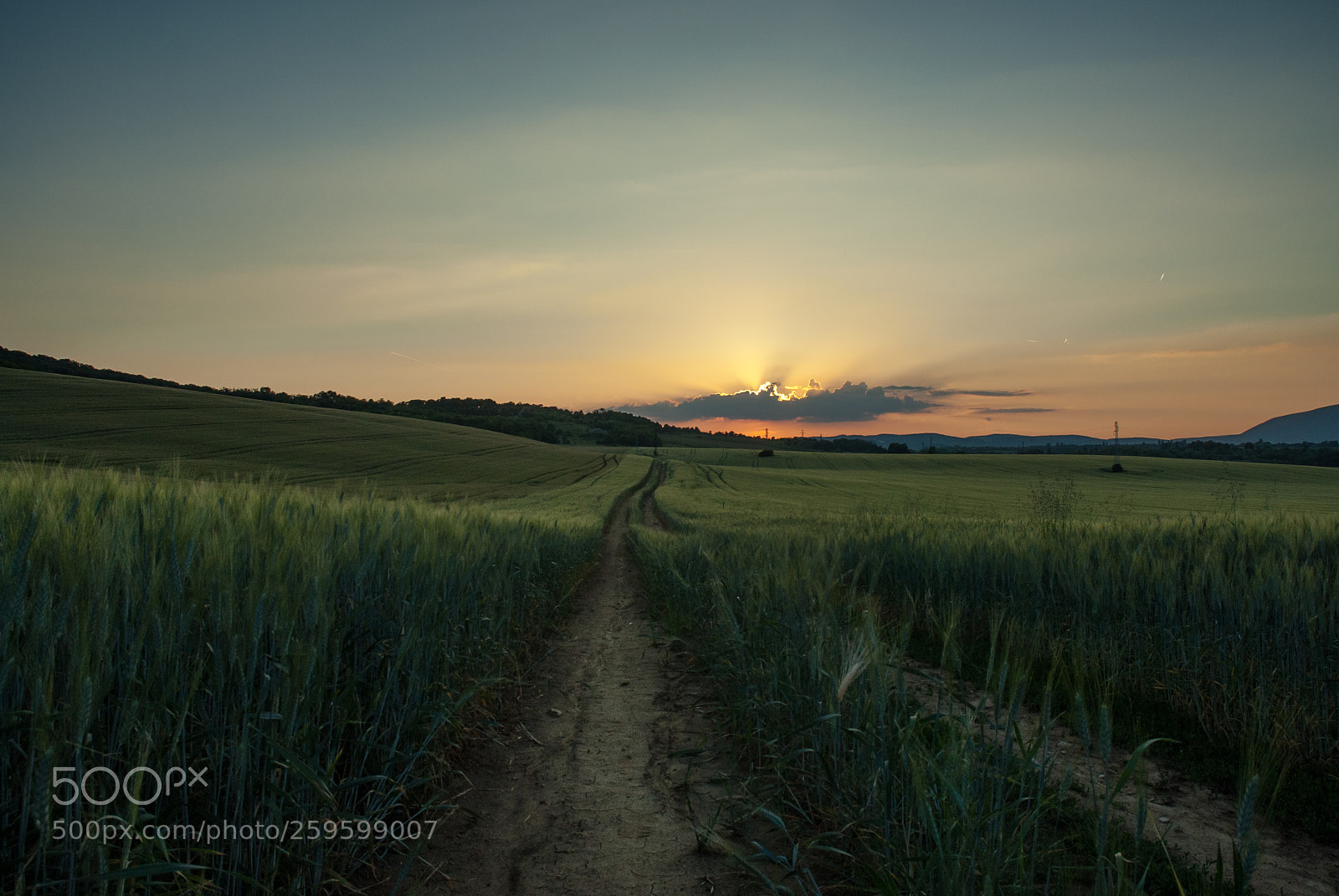 Nikon D200 sample photo. Wheat iv. photography