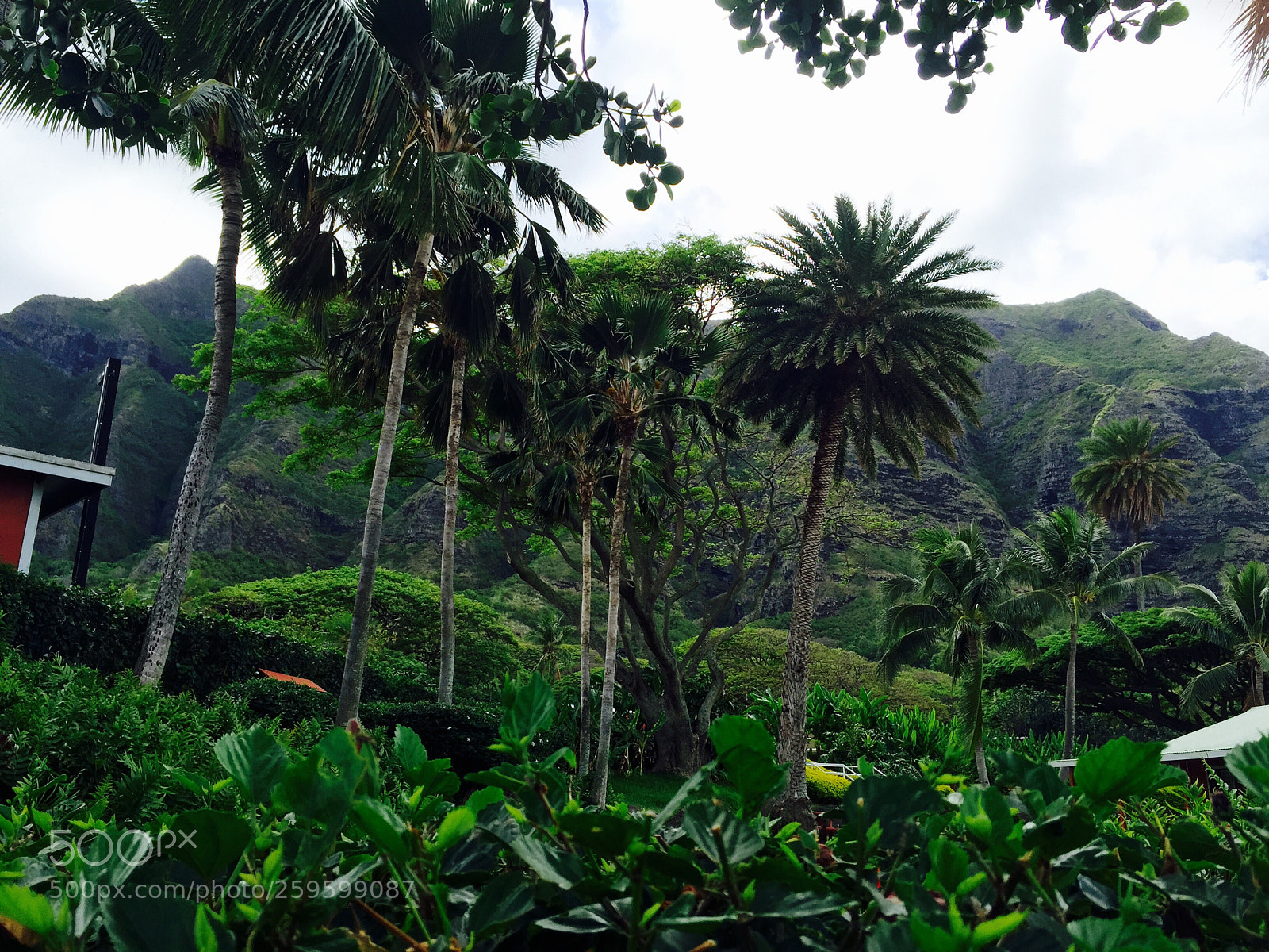 Apple iPhone 6 sample photo. Hawaii photography