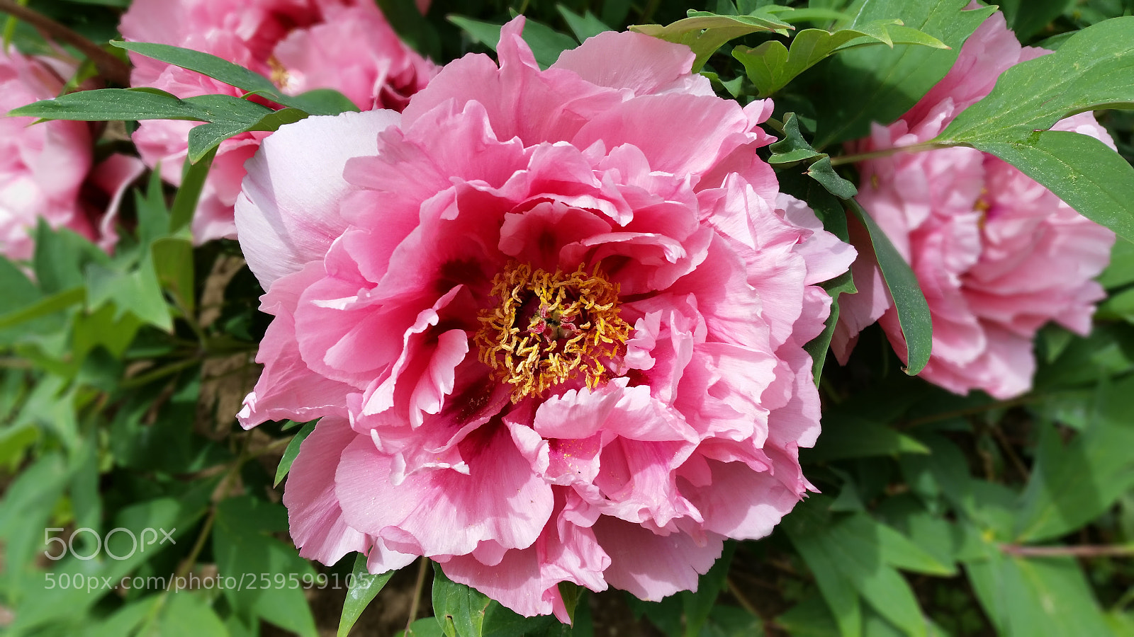 Samsung Galaxy S5 sample photo. Blossom photography