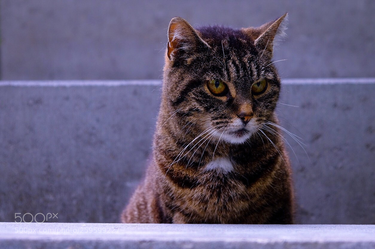 Fujifilm X-T20 sample photo. Untitled photography