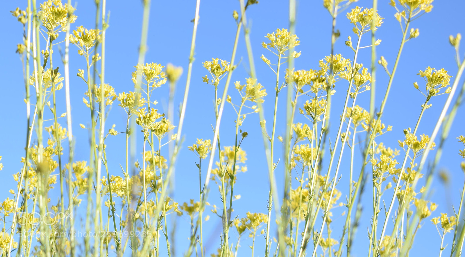 Nikon D5300 sample photo. Retamas photography