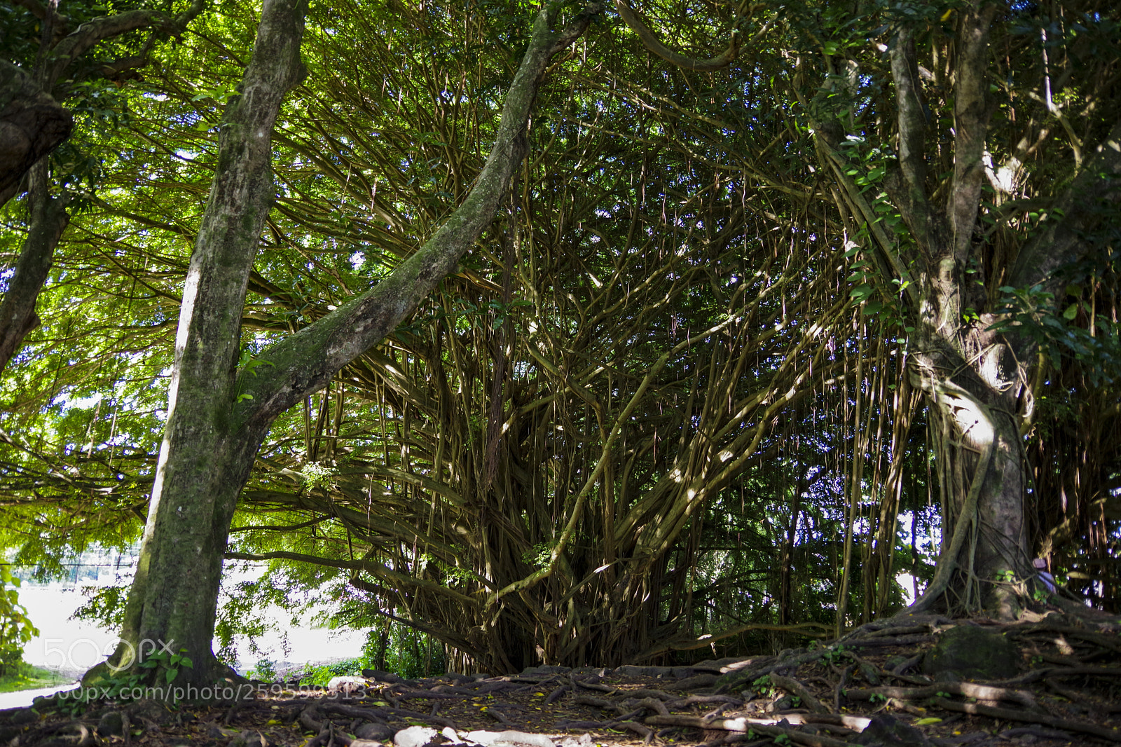 Pentax K-70 sample photo. Hawaii monkey tree photography