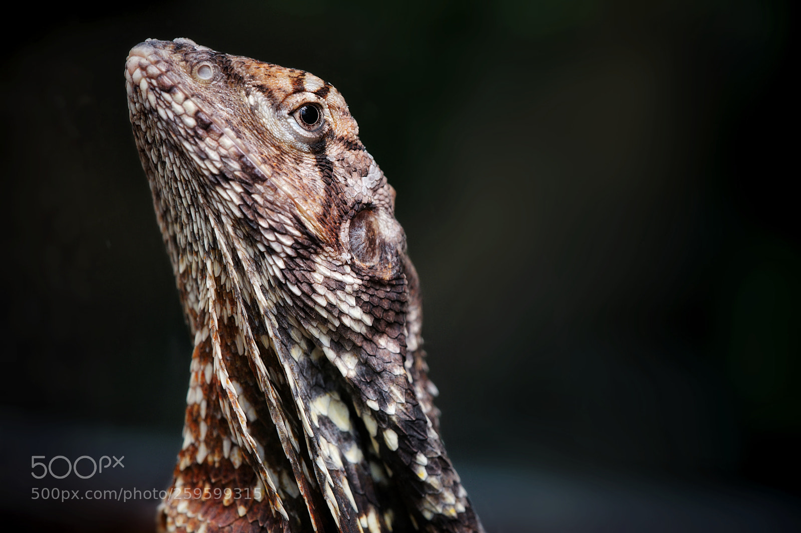 Sony a7 II sample photo. Head up photography