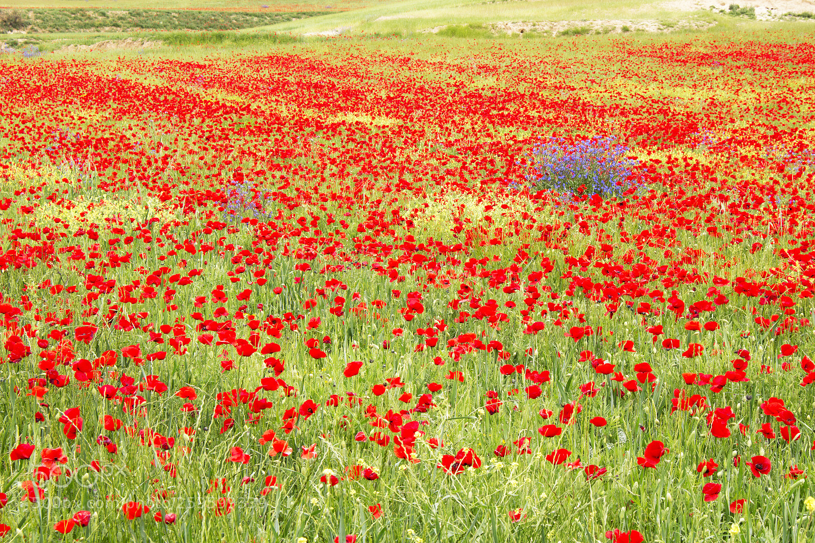 Canon EOS 100D (EOS Rebel SL1 / EOS Kiss X7) sample photo. Poppy fields forever photography