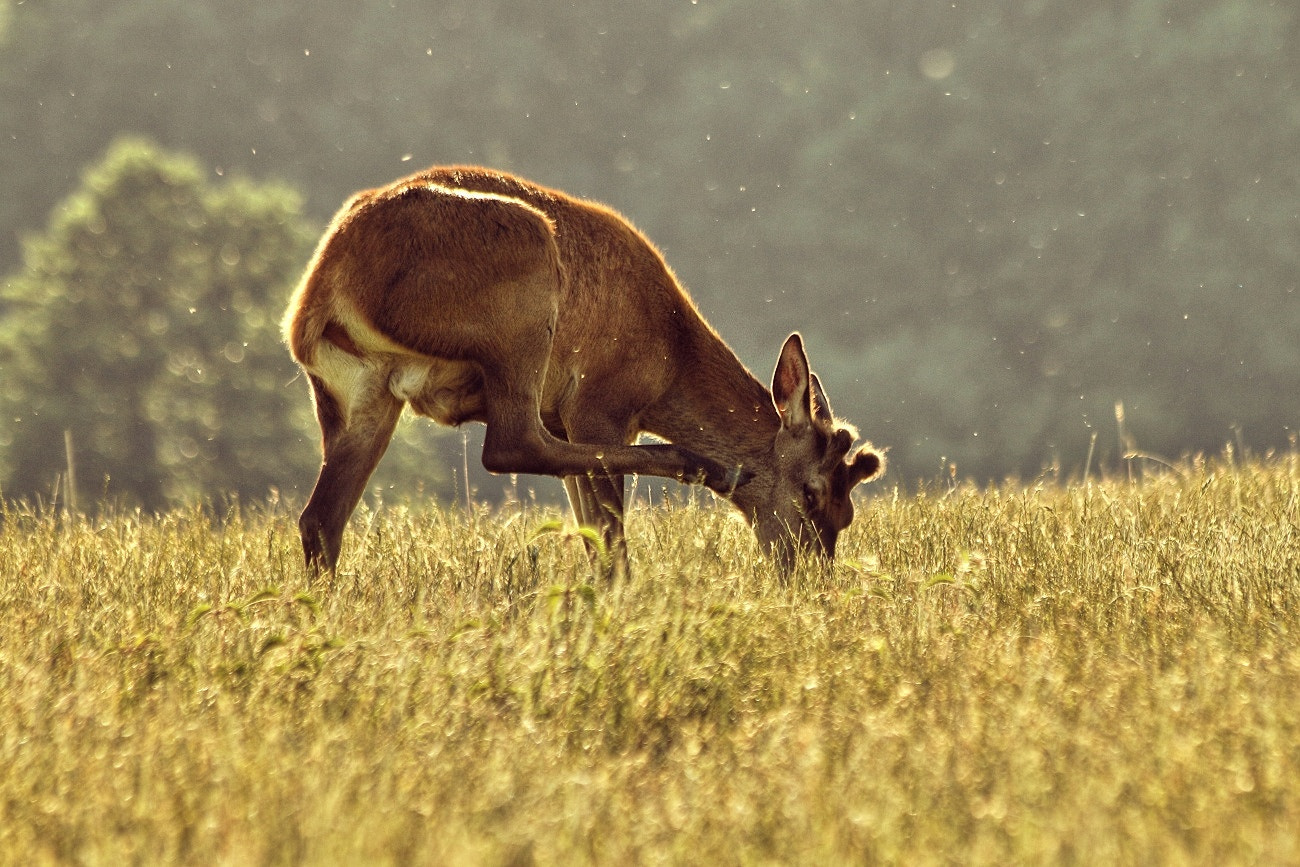 Canon EF 70-300mm F4-5.6 IS USM sample photo. Artiste photography