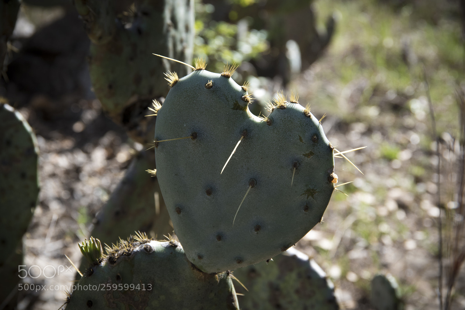 Pentax K-70 sample photo. Love cactus photography