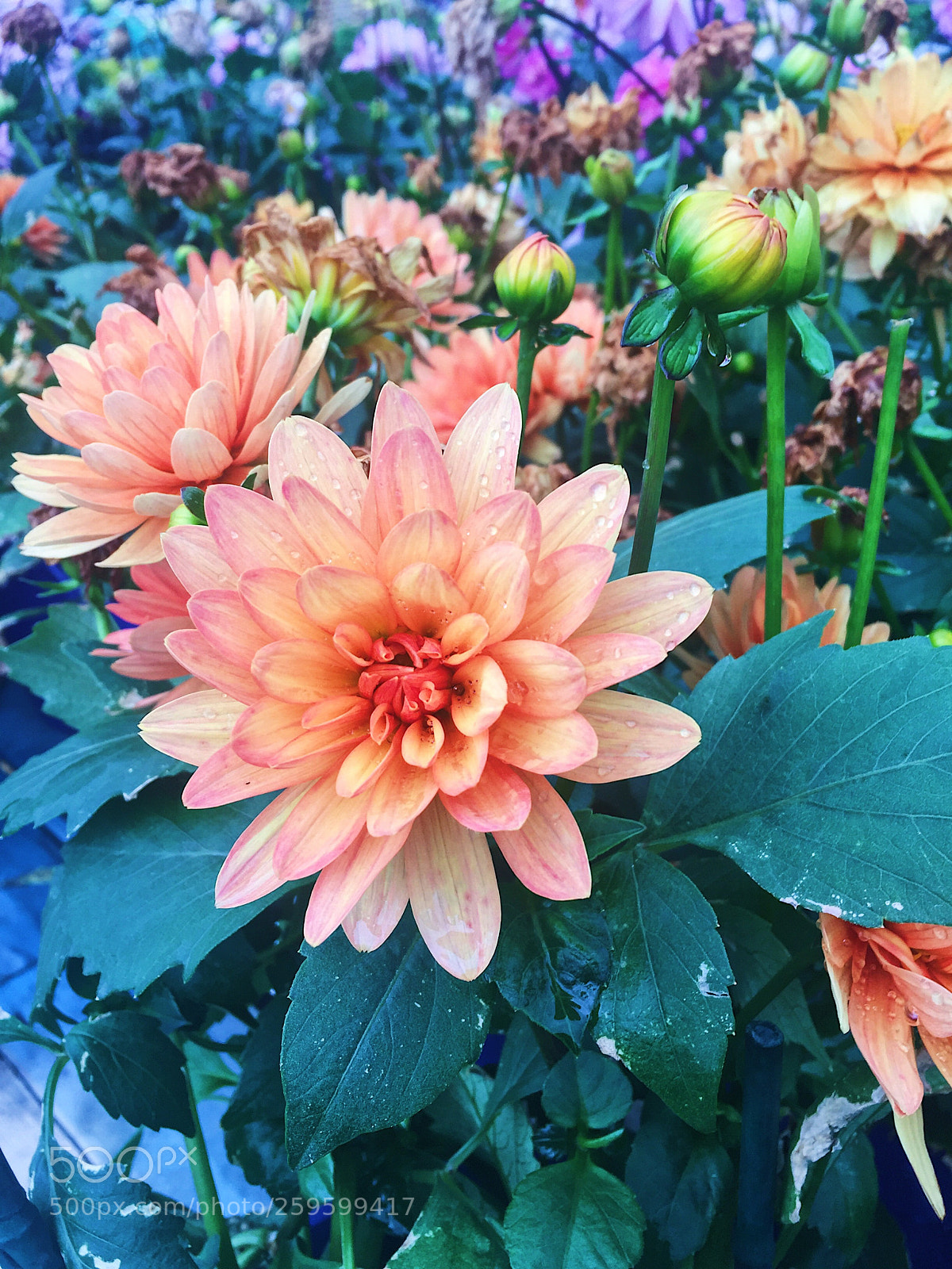Apple iPhone 6 sample photo. Rainy photography