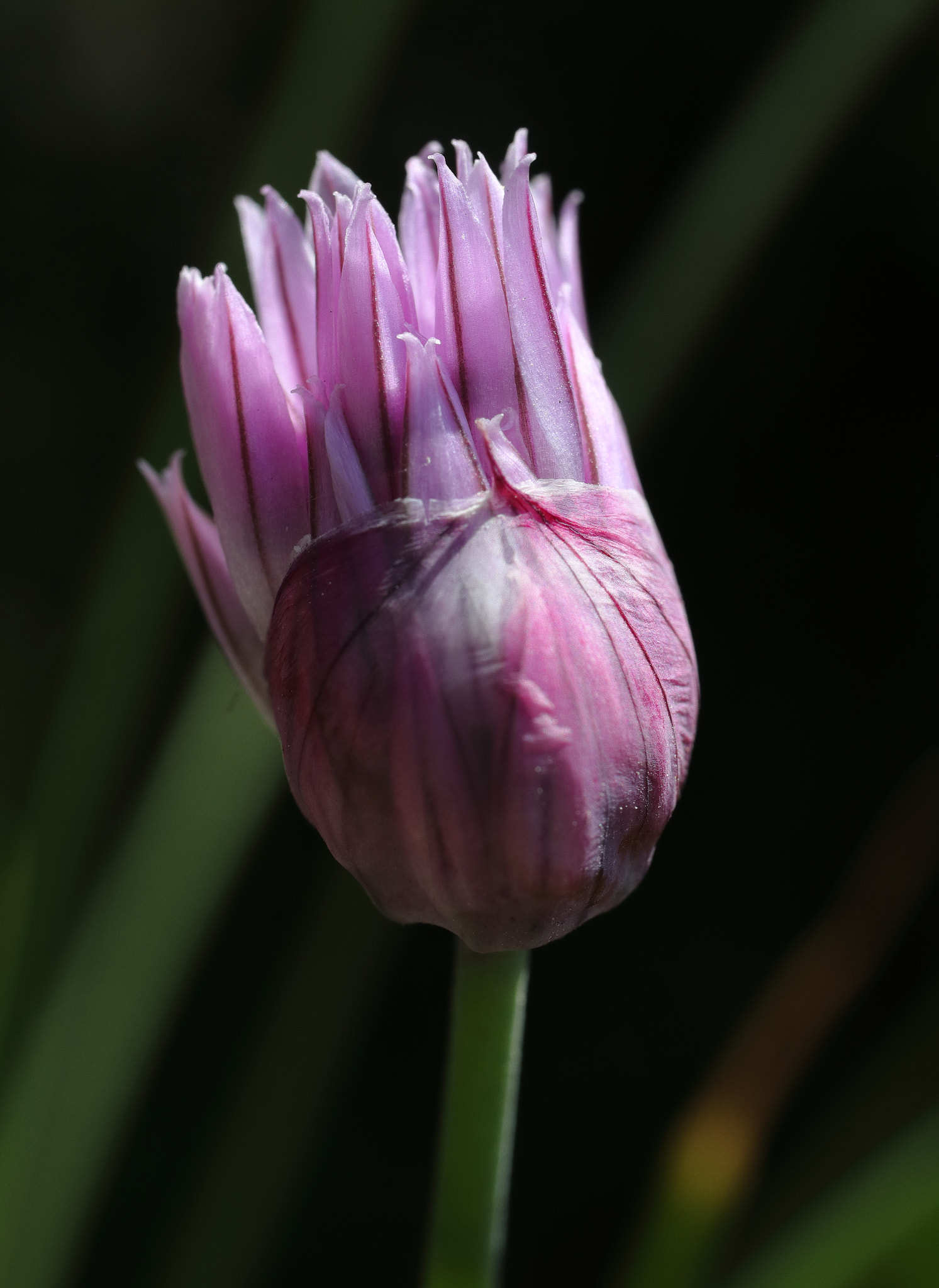 Canon EF-S 35mm F2.8 Macro IS STM sample photo. Chives flower photography