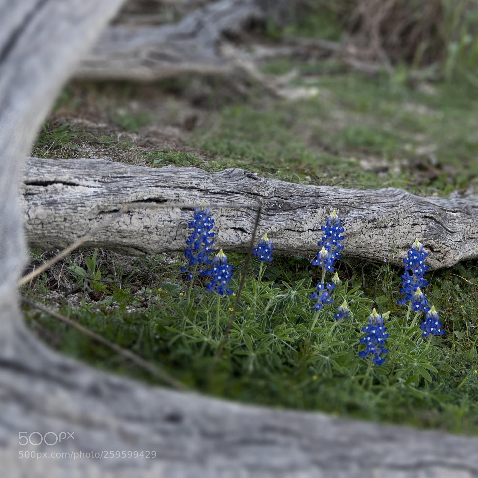 Pentax K-70 sample photo. Bluebonnets photography