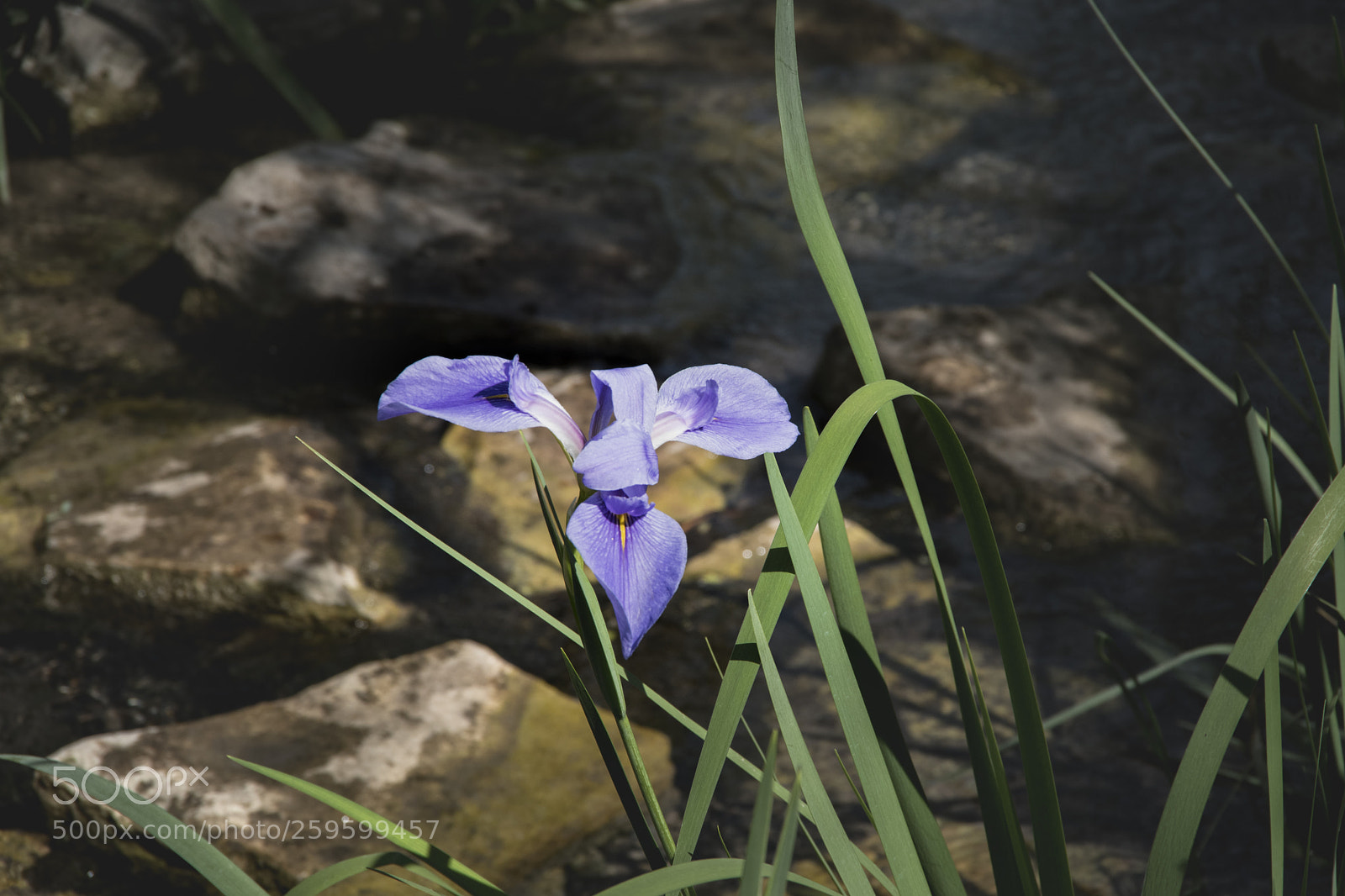 Pentax K-70 sample photo. Iris photography
