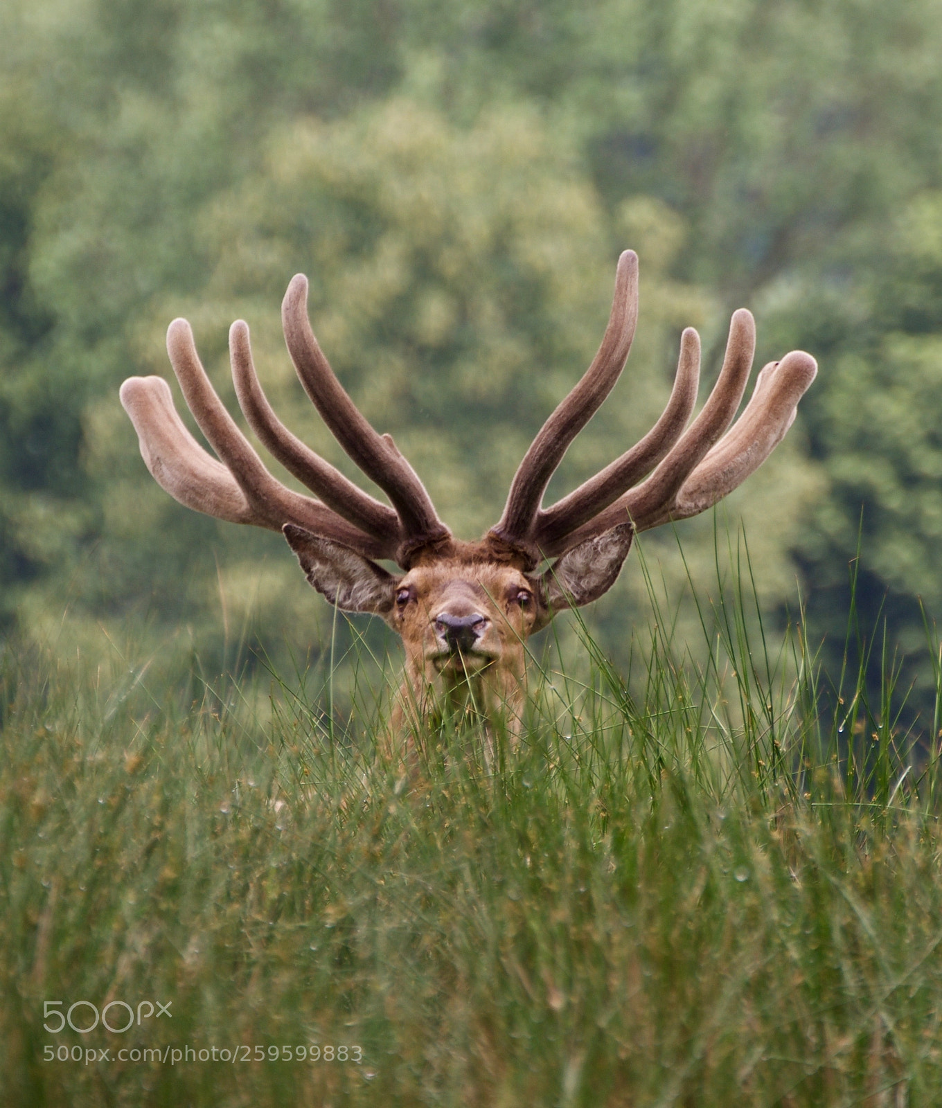 Nikon D7200 sample photo. Cerf photography