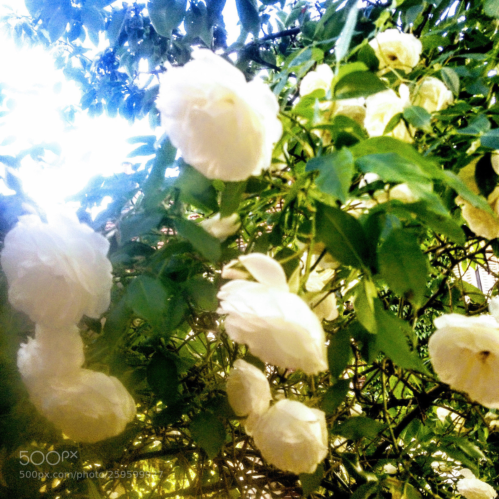 Apple iPhone 4S sample photo. Rose photography