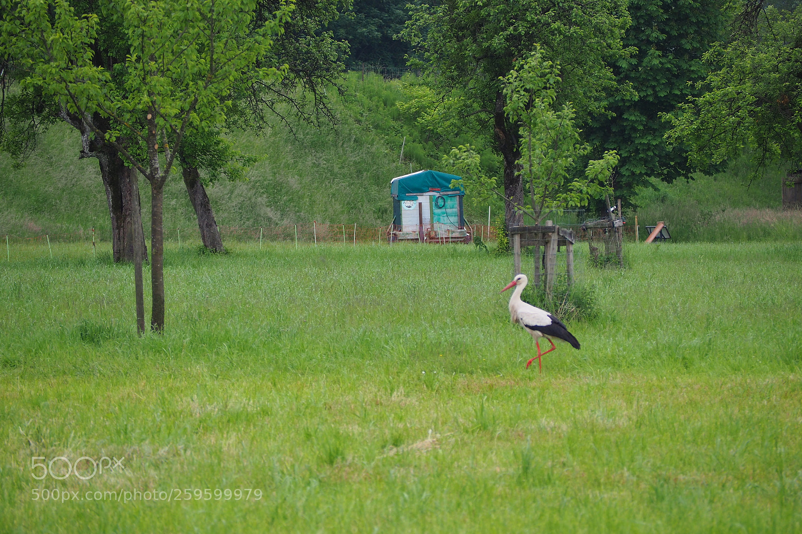 Olympus OM-D E-M10 II sample photo. Stork photography