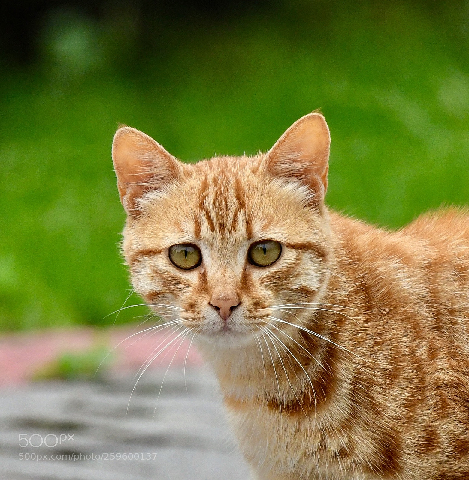 Nikon D500 sample photo. Untitled photography