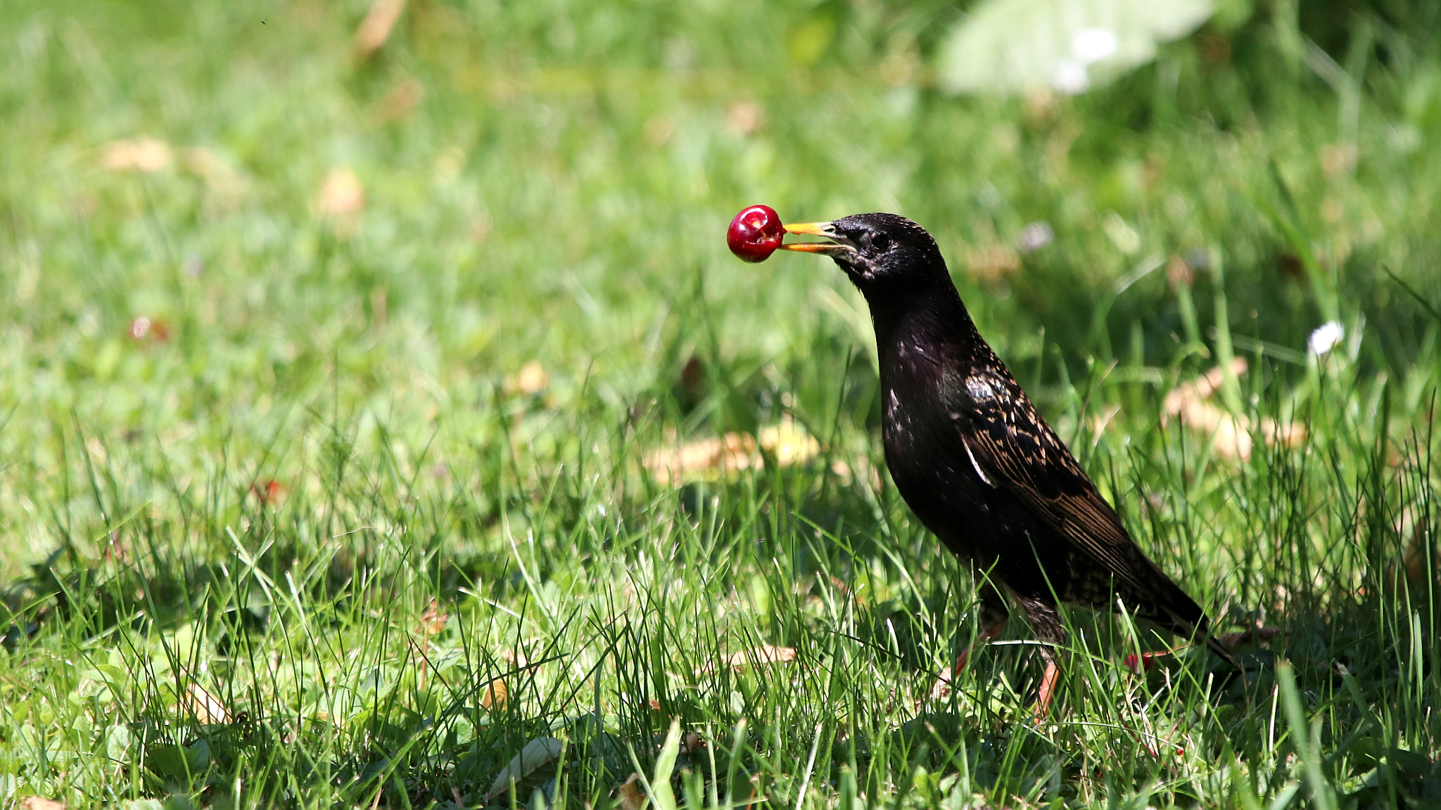 Sigma 150-600mm F5-6.3 DG OS HSM | C sample photo. Cherry photography