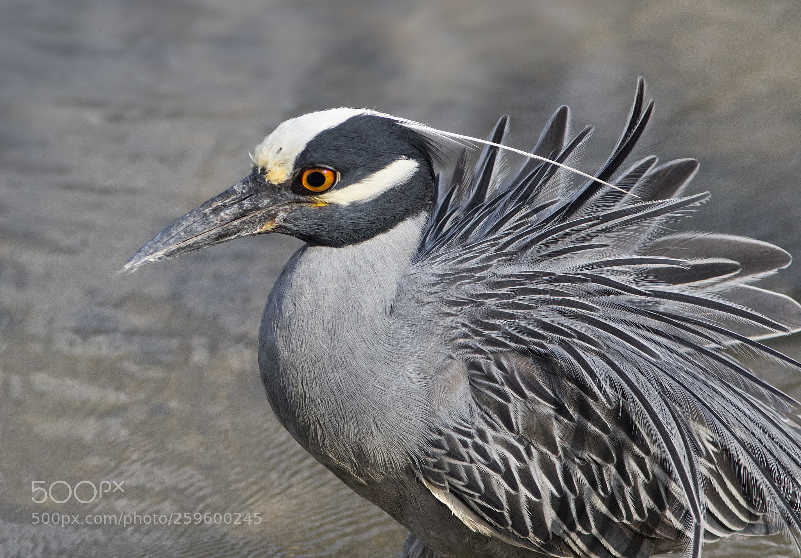Canon EOS 7D Mark II sample photo. Yellow crowned night heron photography