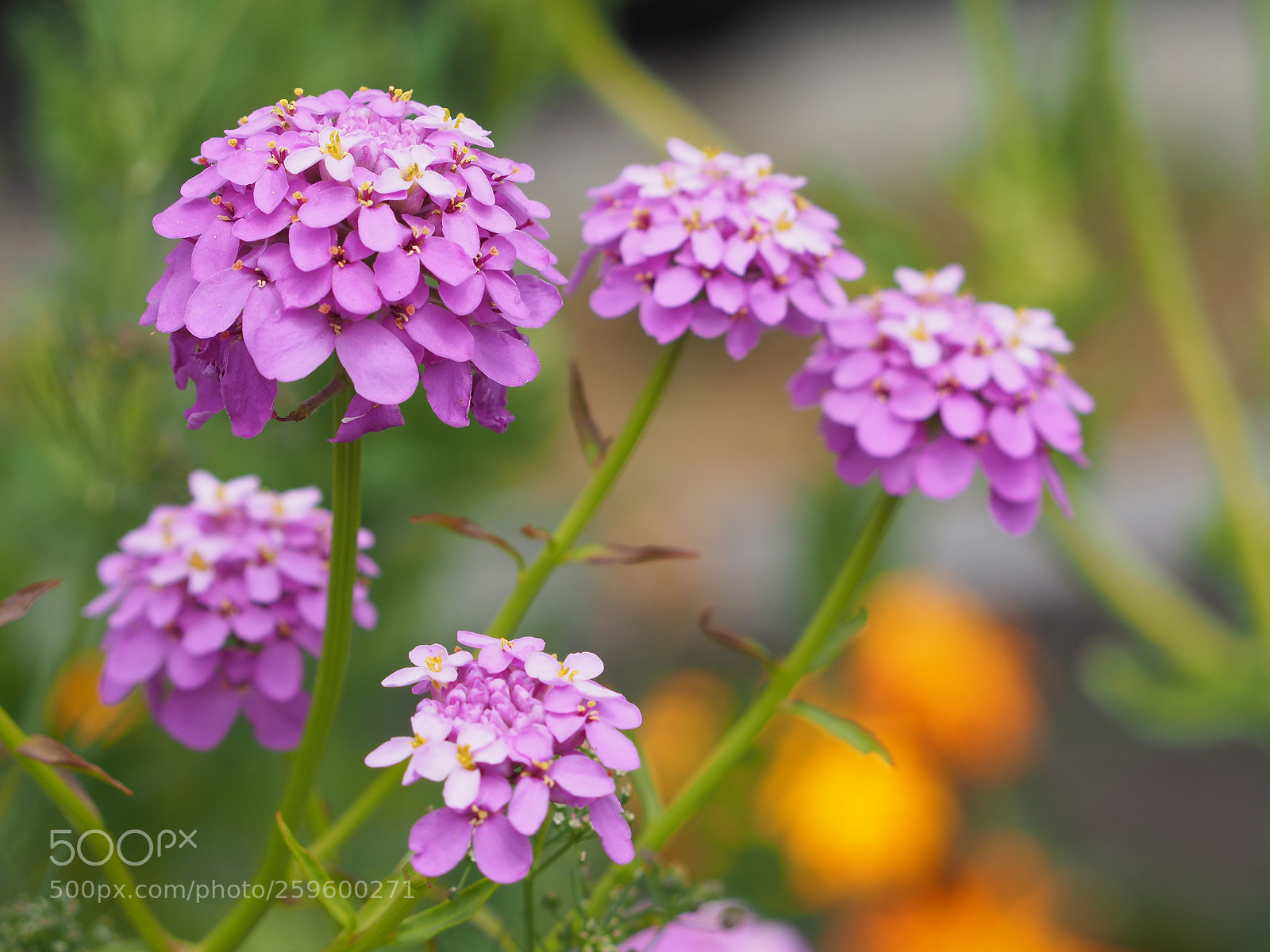 Olympus OM-D E-M5 II sample photo. Bright photography