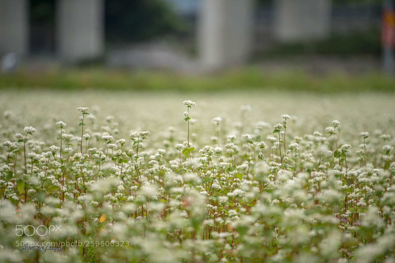 Nikon D810 sample photo. Buckwheat flower bloomed photography