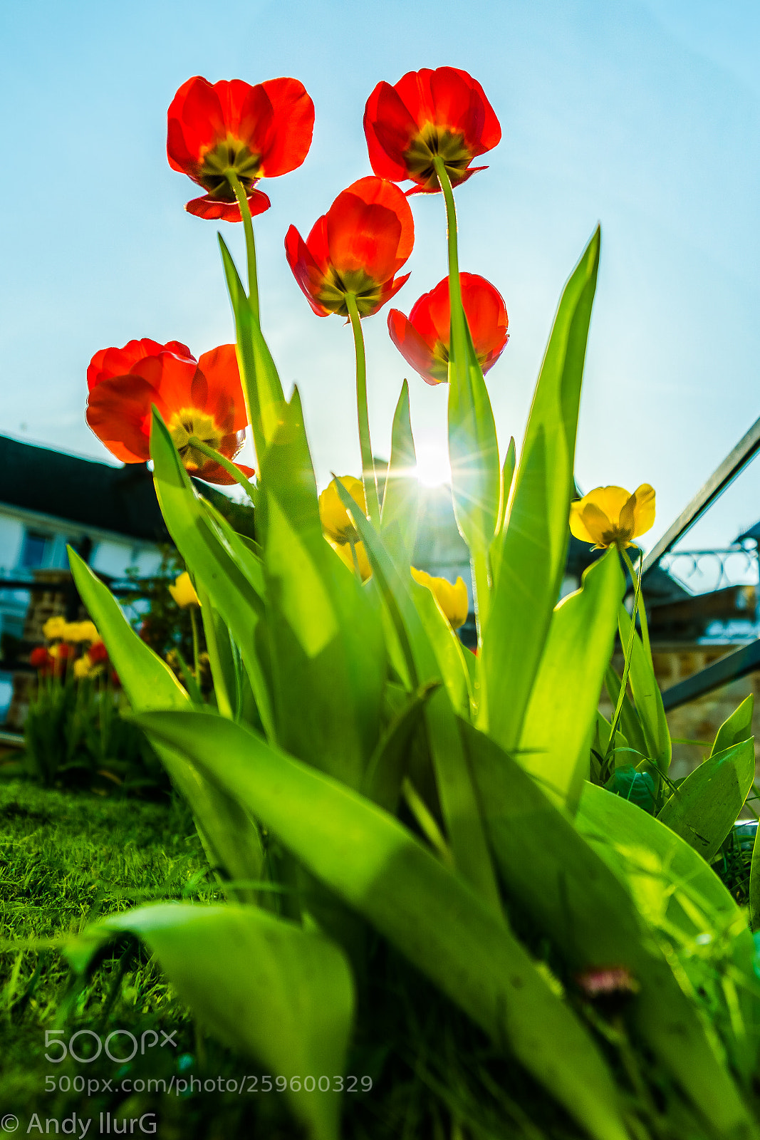 Sony ILCA-77M2 sample photo. Hdrtulips photography