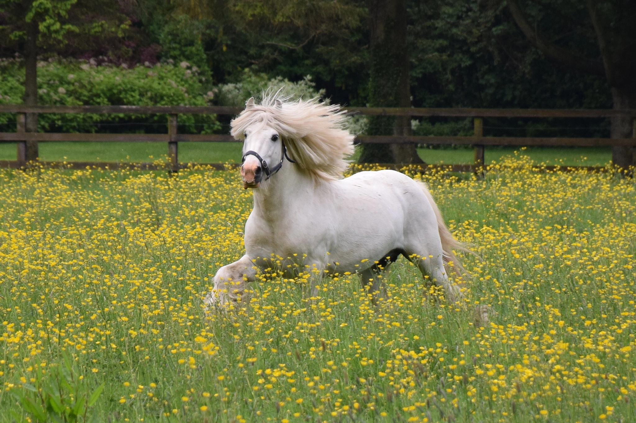 Nikon D5300 sample photo. Horse run photography