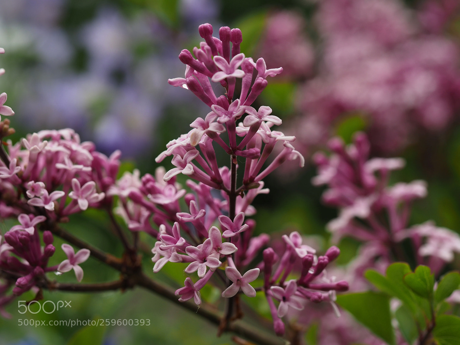 Olympus OM-D E-M1 Mark II sample photo. Sweet pinks photography