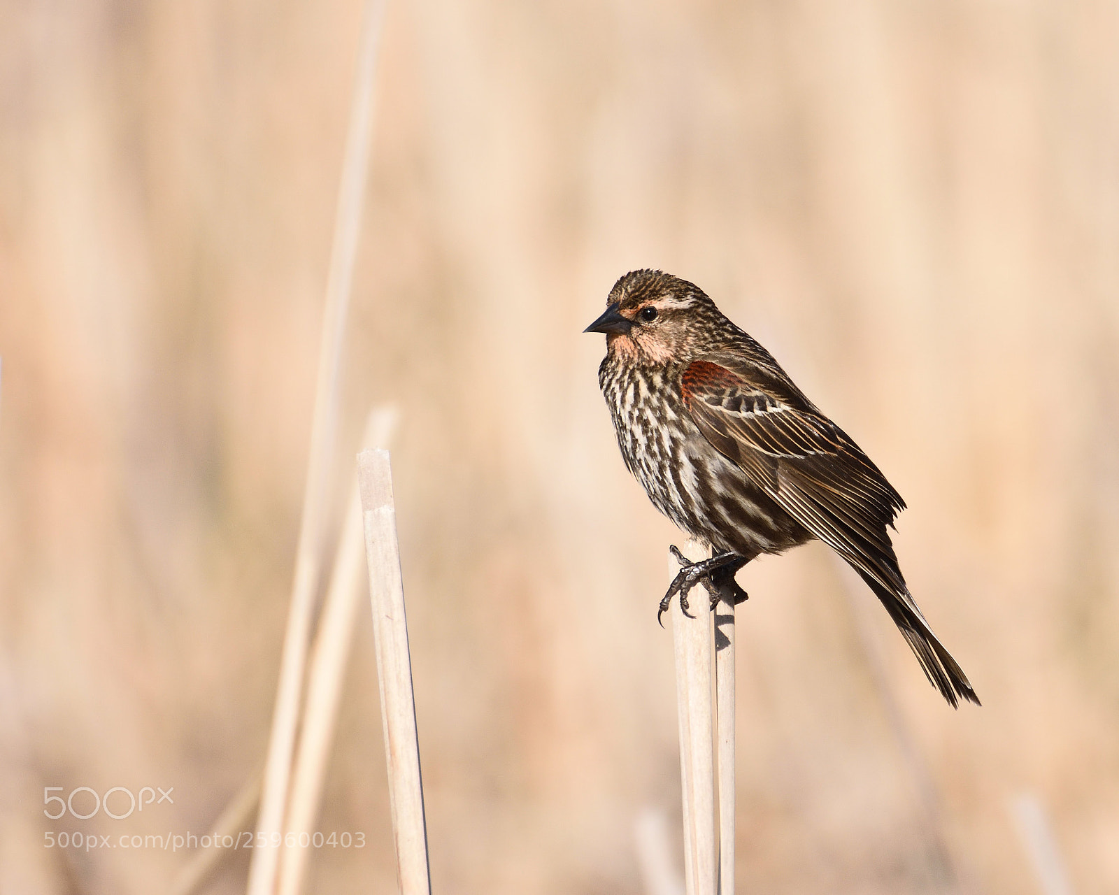 Nikon D7200 sample photo. Spring in the marsh photography