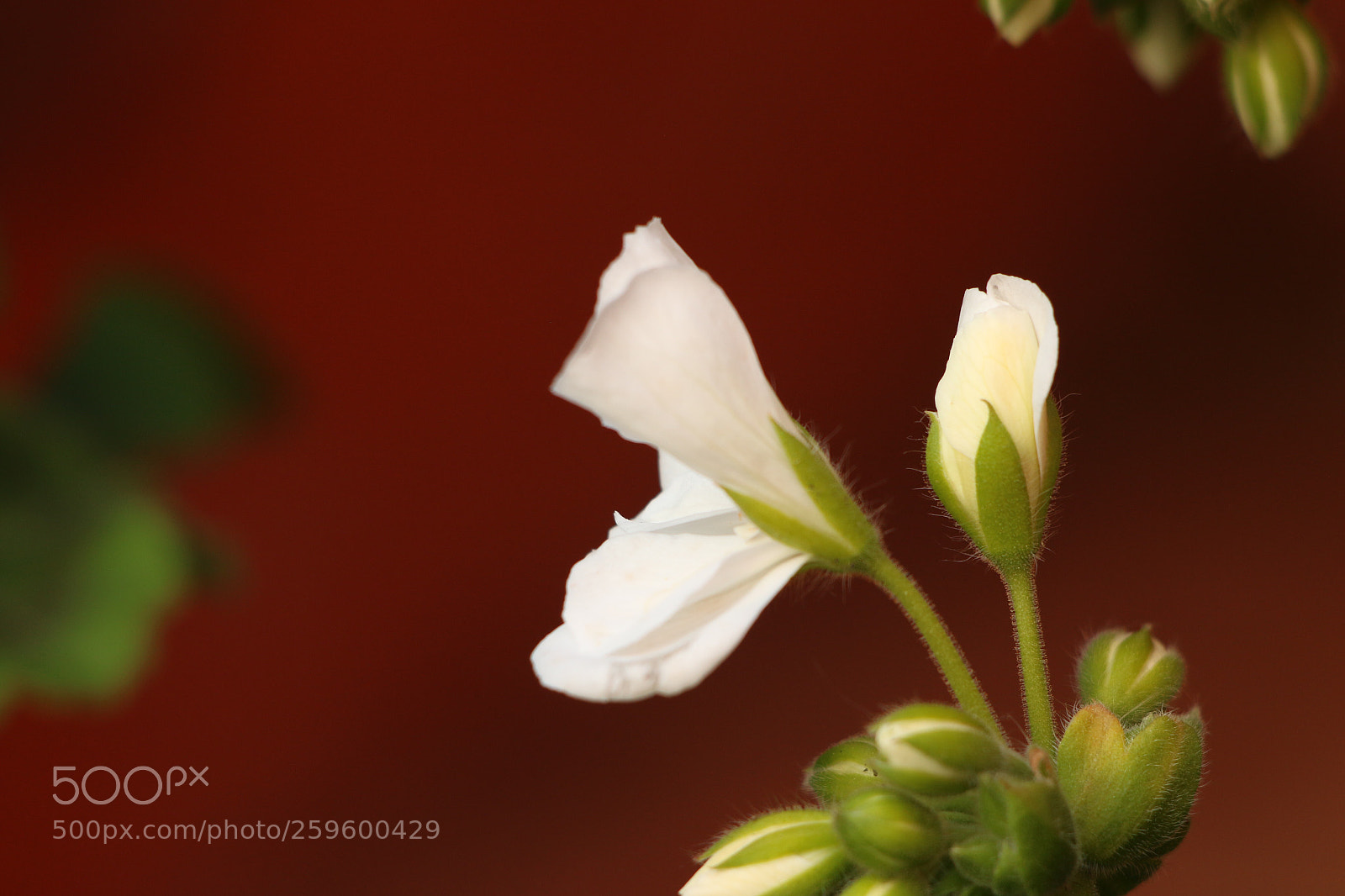 Canon EOS 70D sample photo. Untitled photography