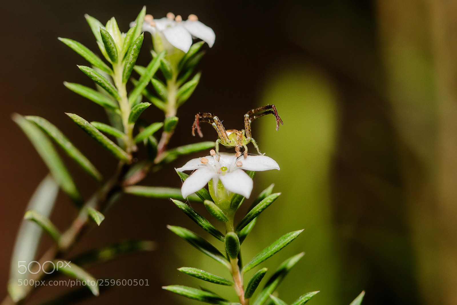 Nikon D810 sample photo. Ninja photography