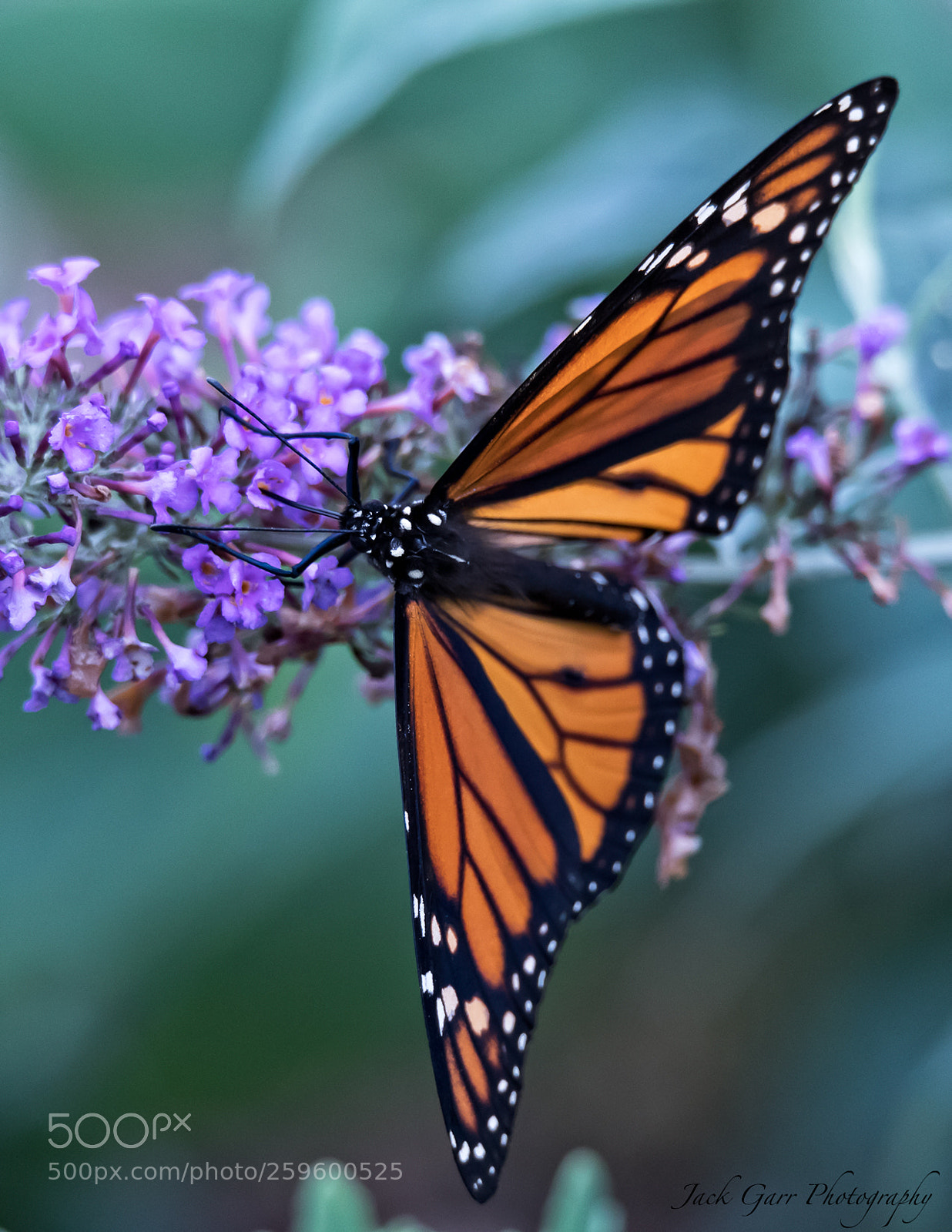 Canon EOS-1D X Mark II sample photo. Monarch butterfly feeding overhead photography