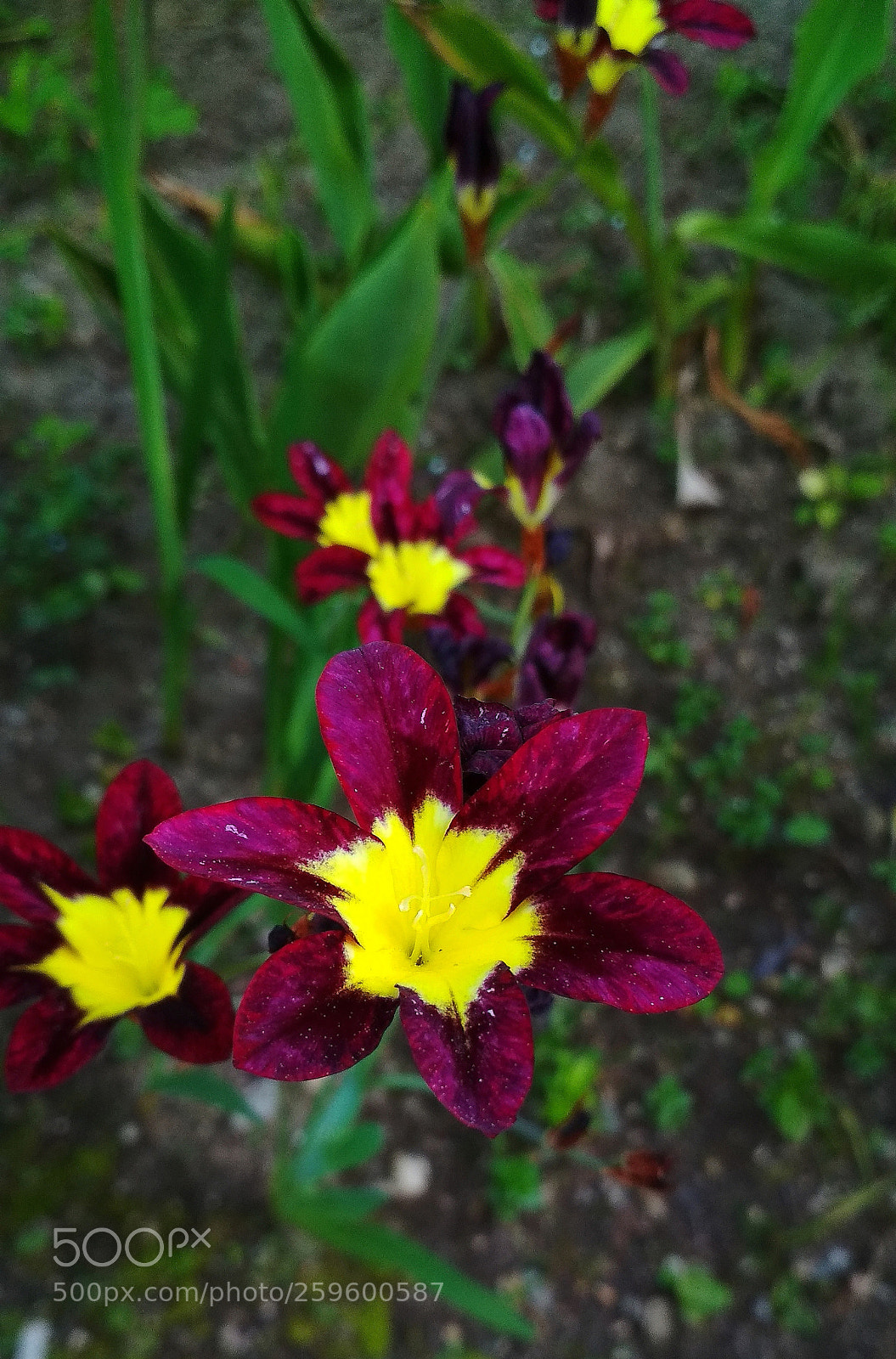 Xiaomi Redmi 4X sample photo. Untitled photography