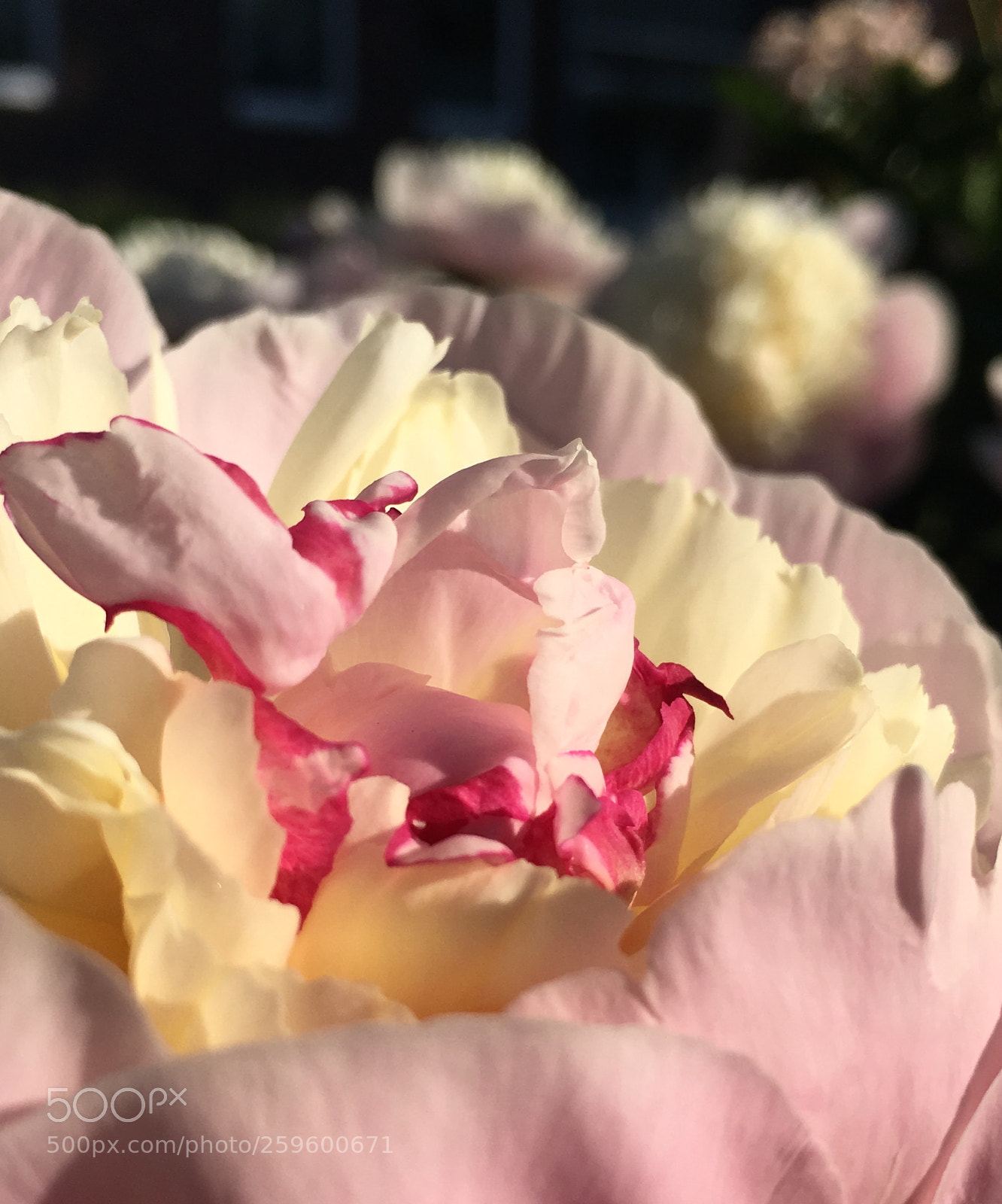 Apple iPhone 6s sample photo. Peony song photography