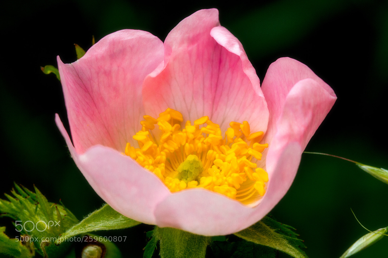 Canon EOS 7D sample photo. Wild rose flower photography