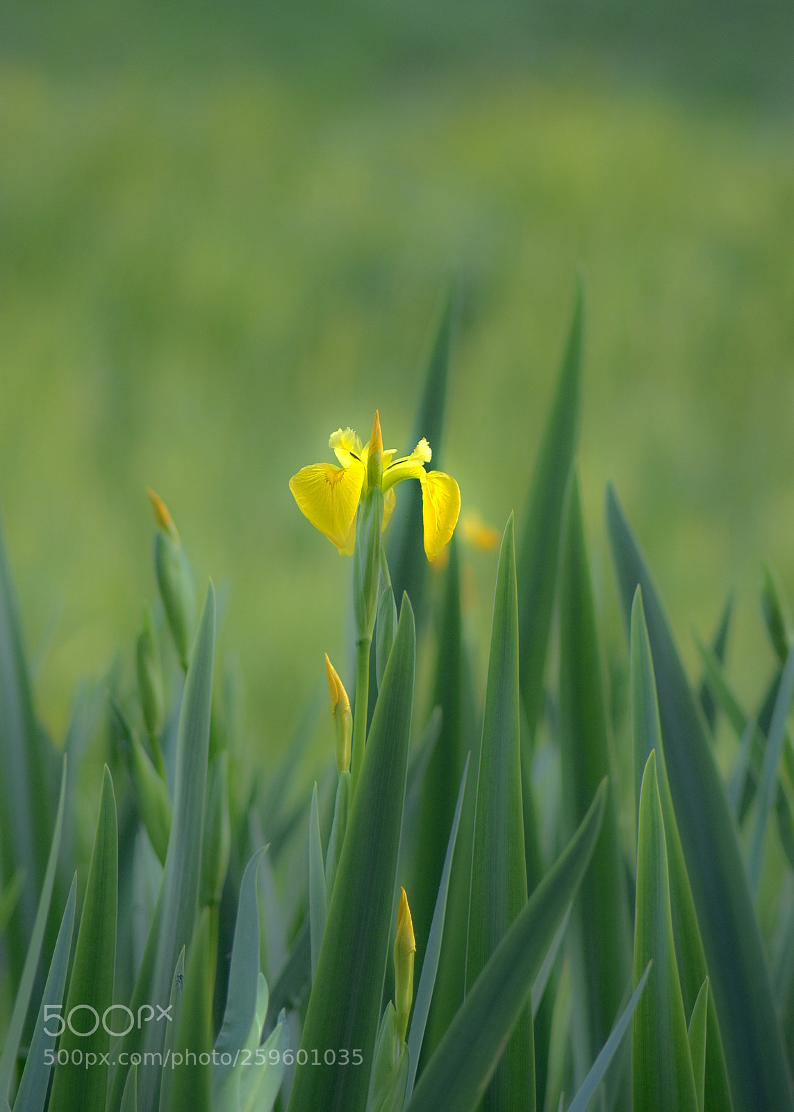 Nikon D5600 sample photo. Yellow iris photography