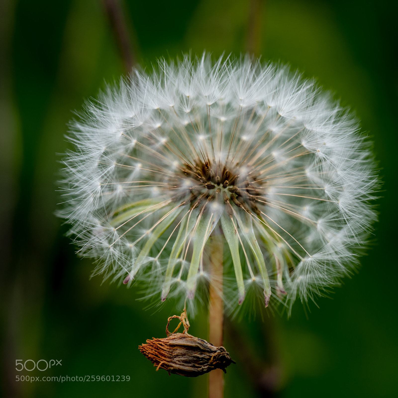 Nikon D810 sample photo. ©ndc_-5817.jpg photography