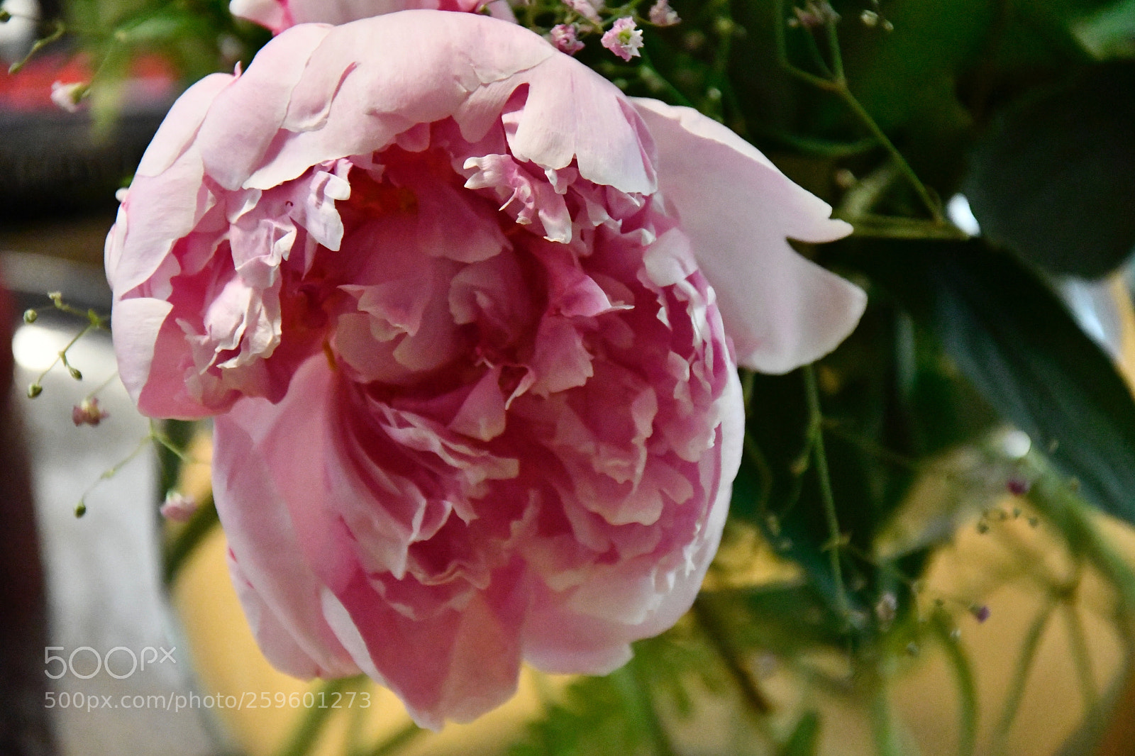 Nikon D7500 sample photo. Red paeonia photography
