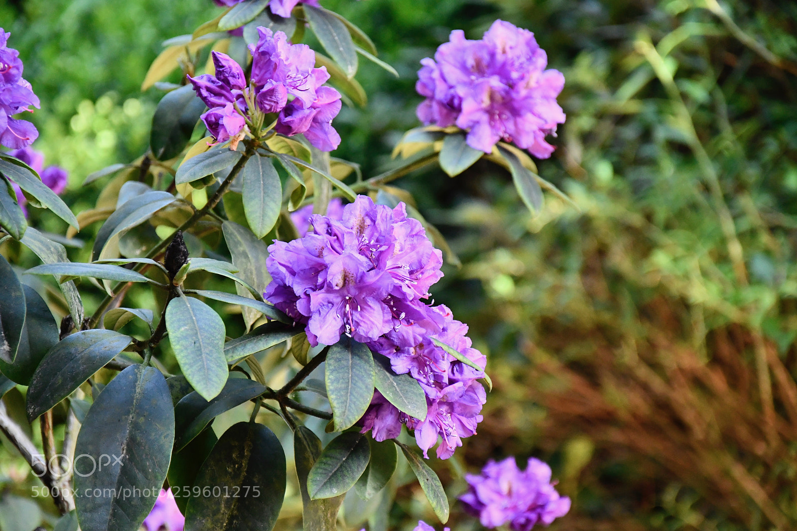 Nikon D7500 sample photo. Blue rhodo photography
