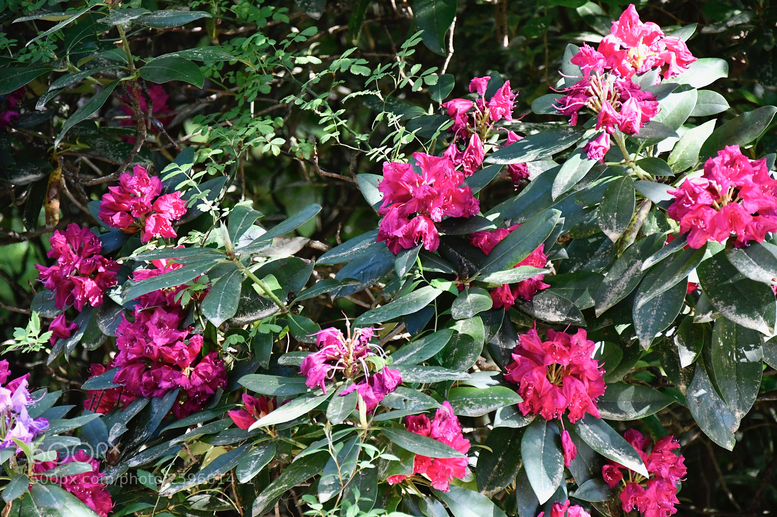 Nikon D7500 sample photo. Red rhodos photography