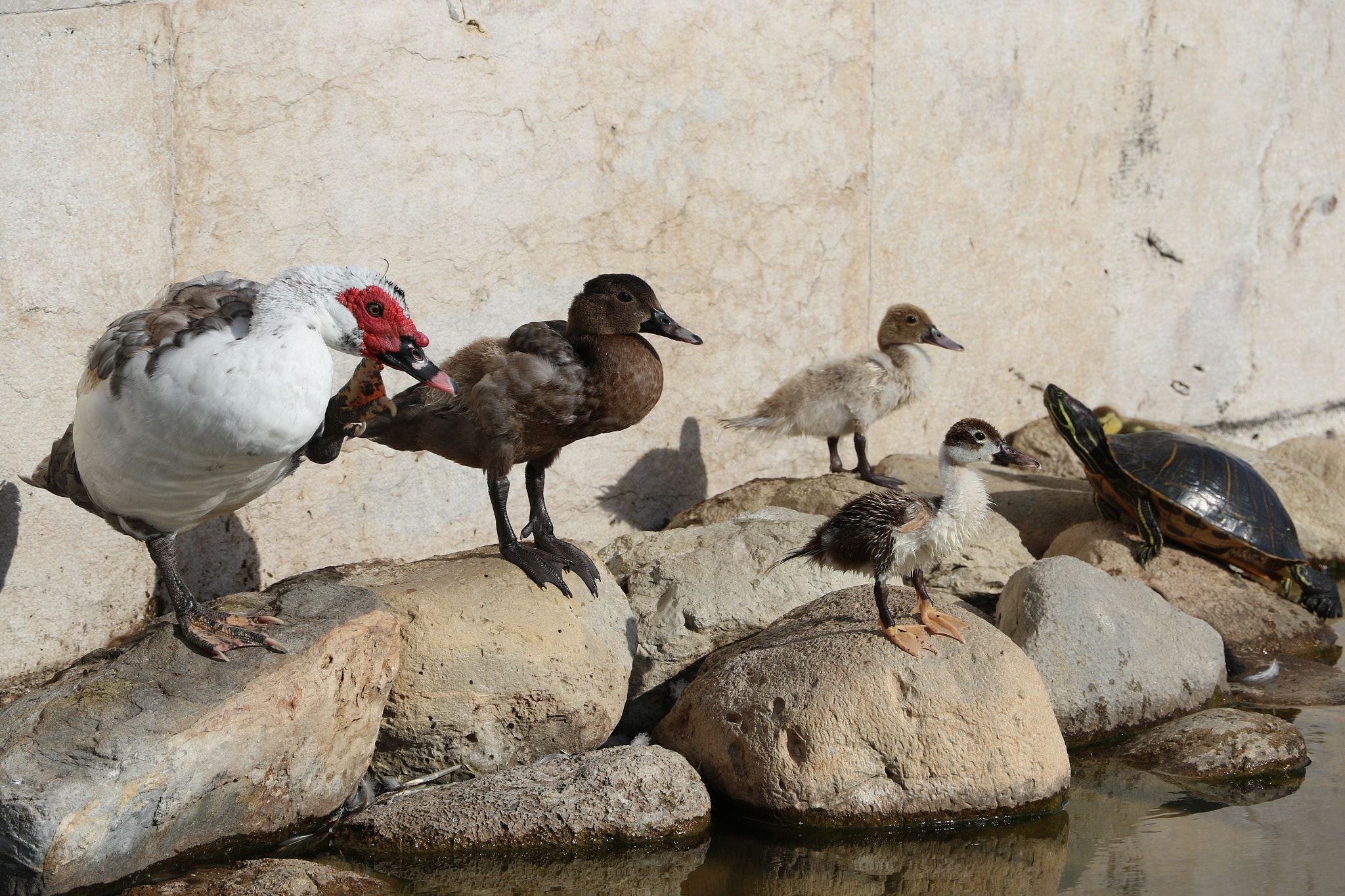 Canon EOS 7D Mark II sample photo. Birds' eye view photography