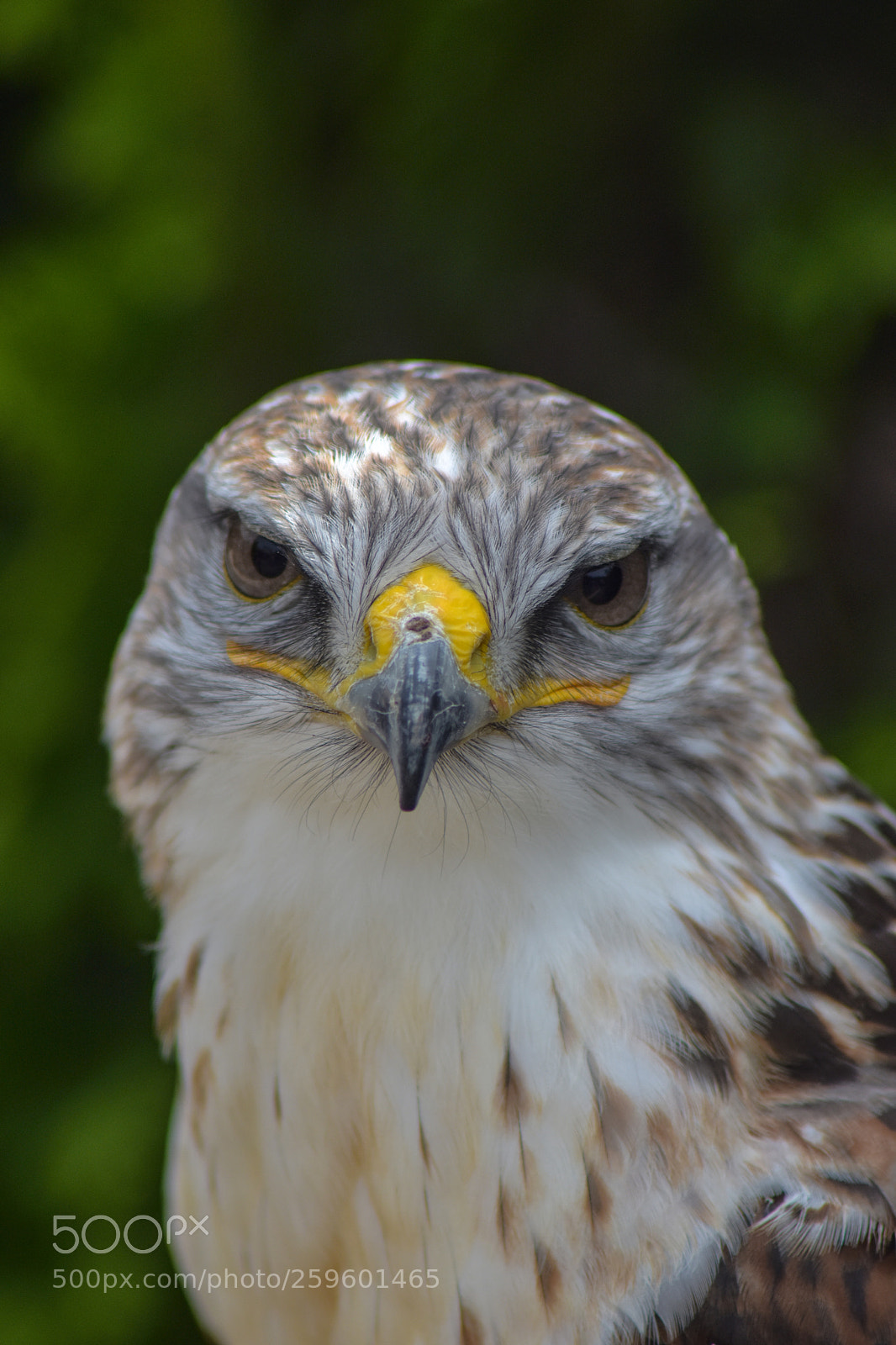 Nikon D5600 sample photo. Falcon portrait photography
